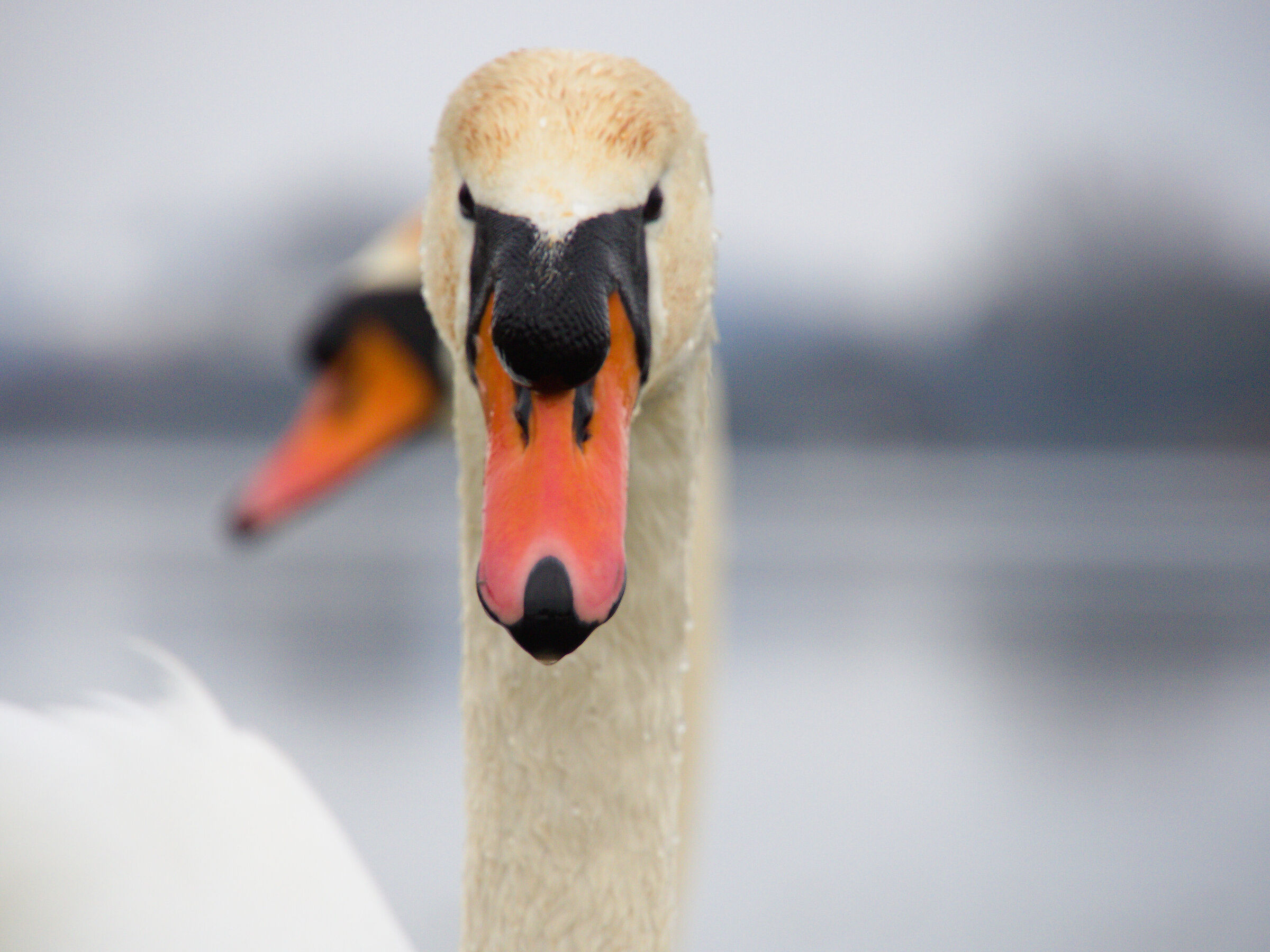 Frontal swan