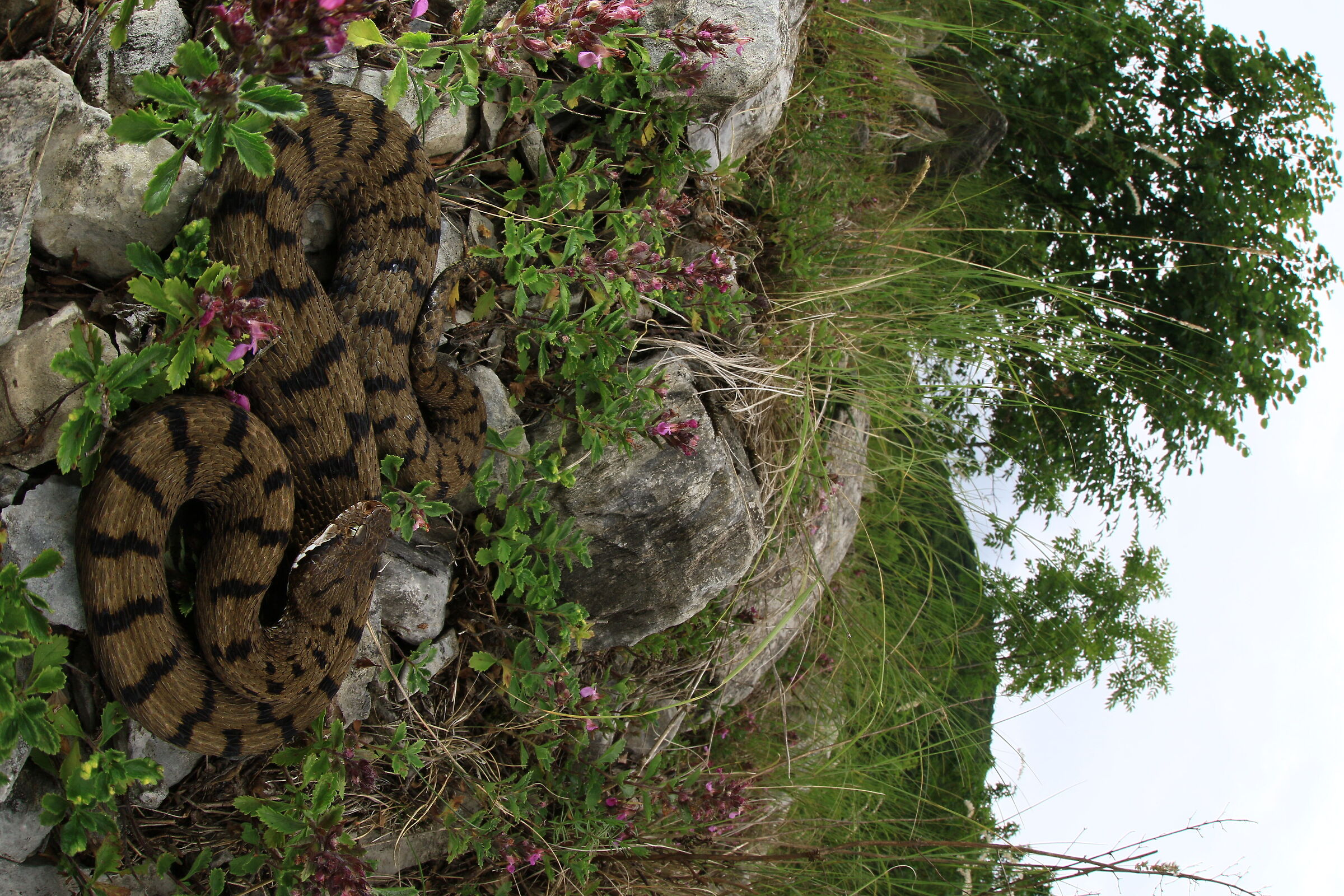 Vipera aspis aspis francisciredi, femmina