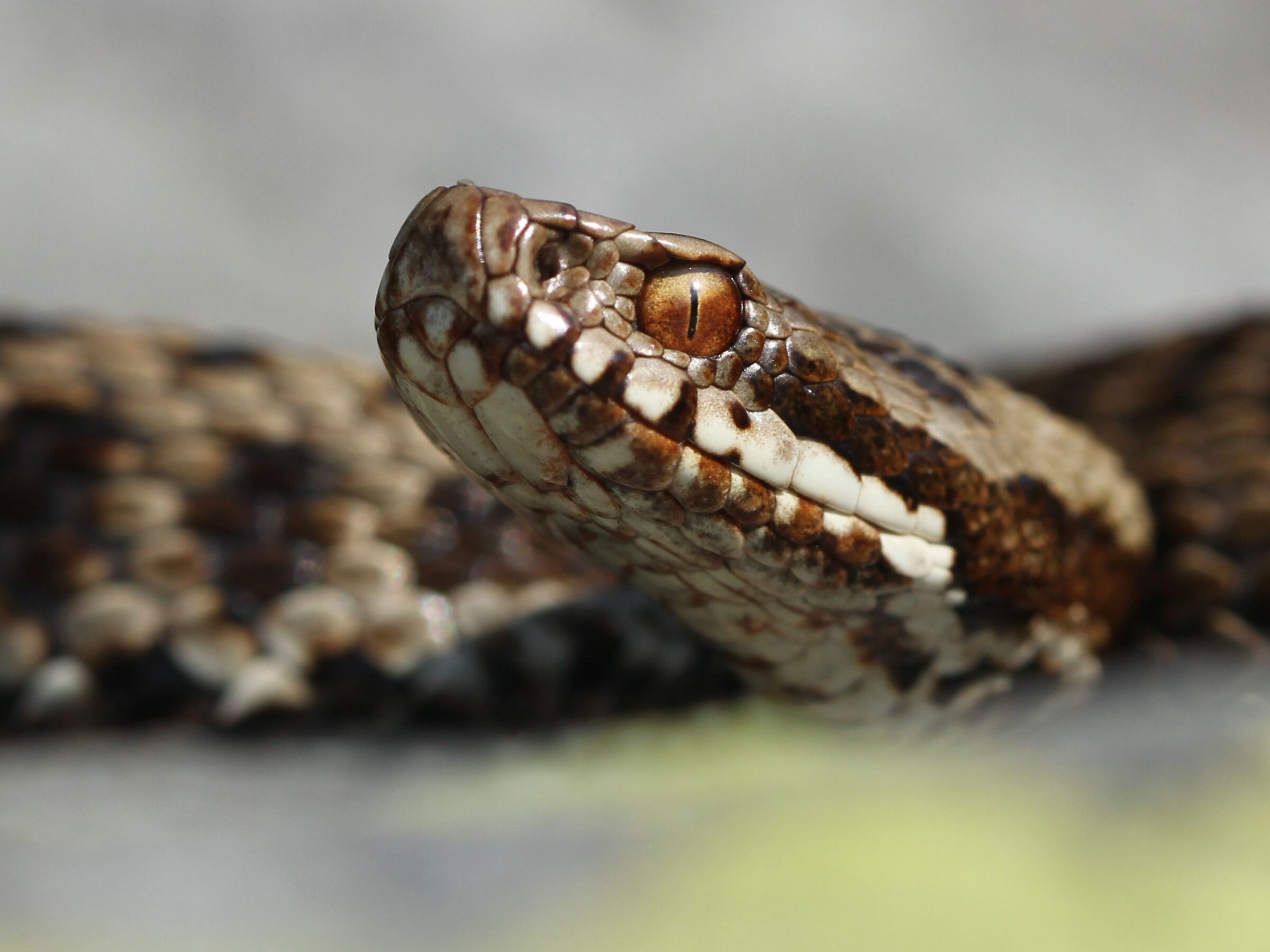 Vipera berus ssp. berus, femmina