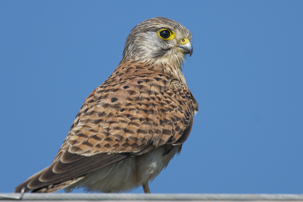 Kestrel