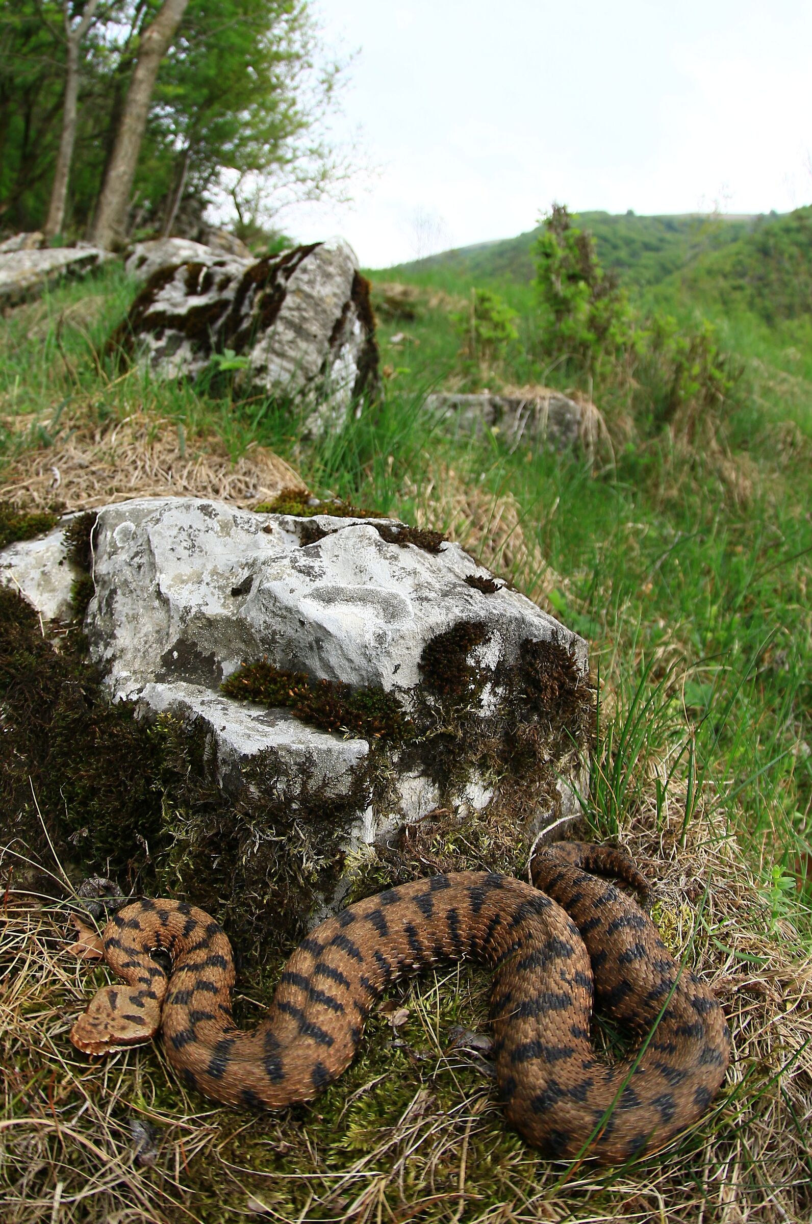 Vipera aspis aspis francisciredi, femmina