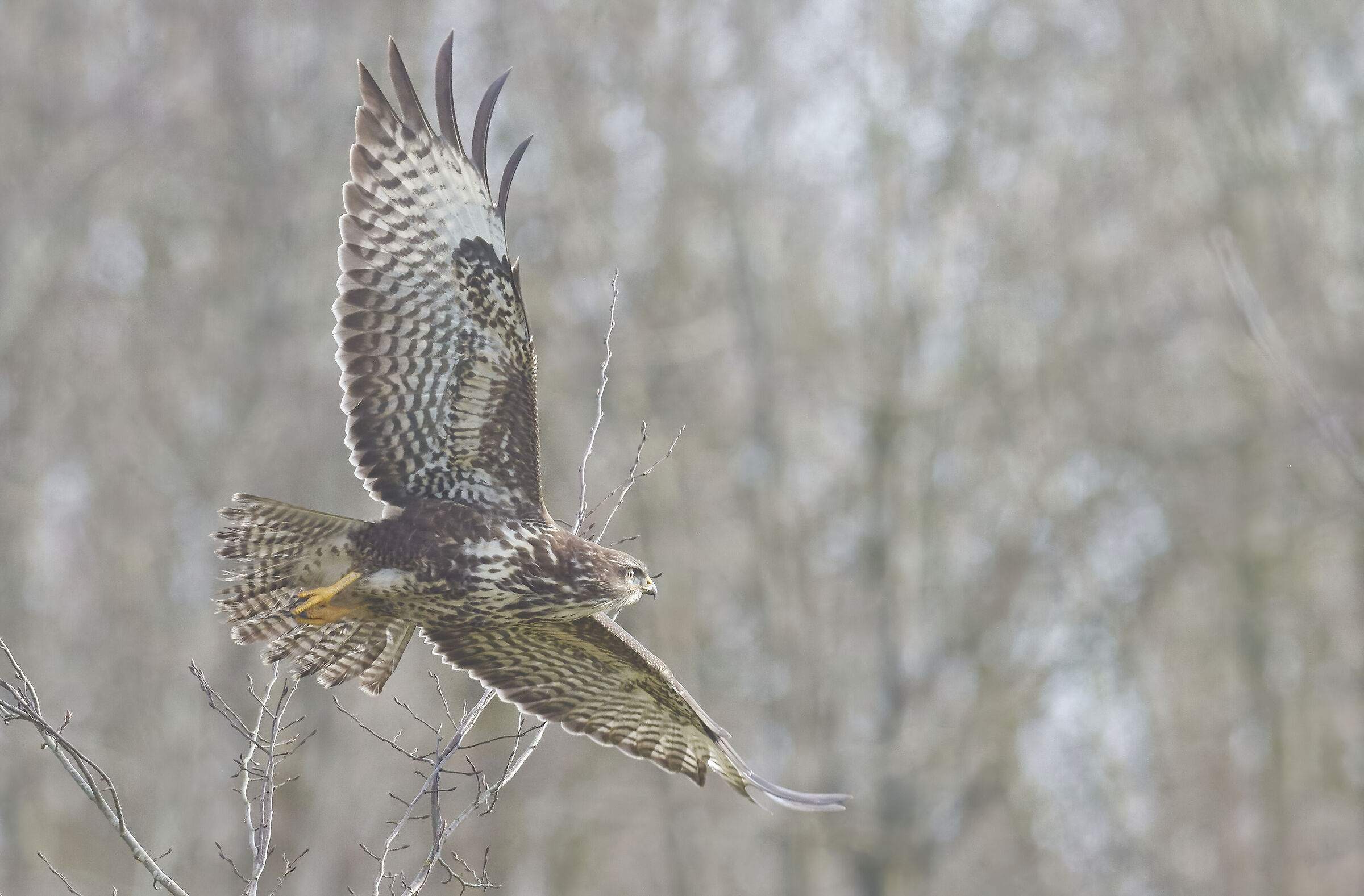 Poiana comune europea (Buteo buteo)