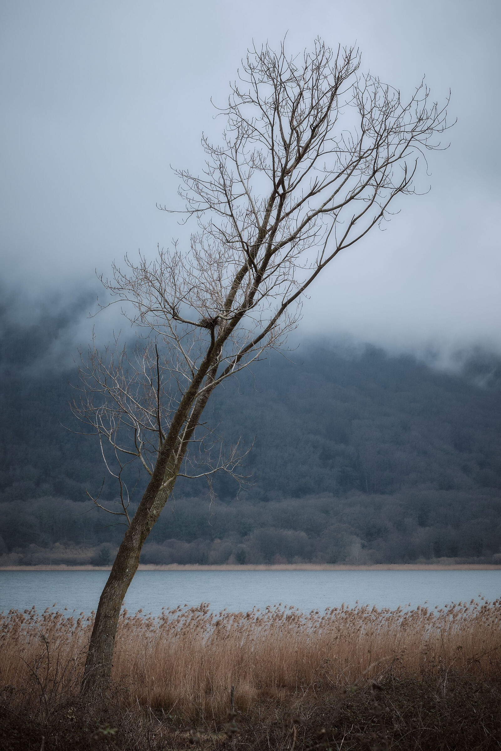 Lonely tree