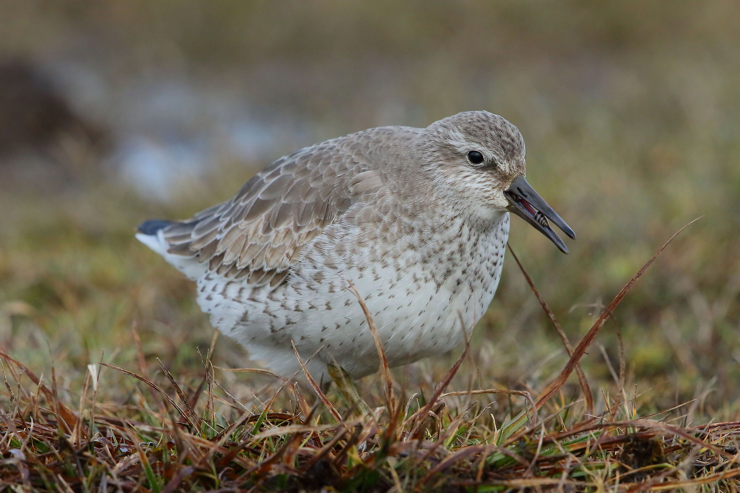 snack turritelle (1)