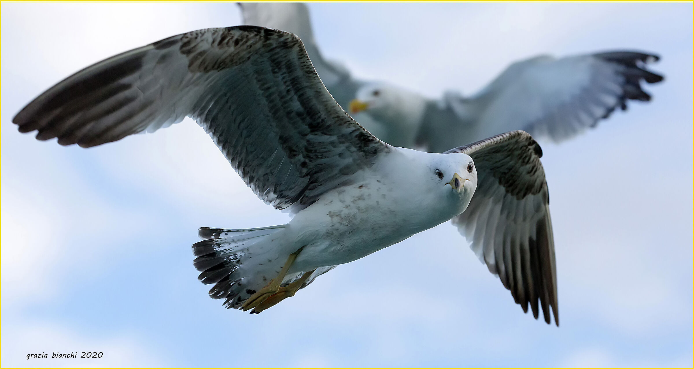 Gabbiano reale (Larus michahellis)