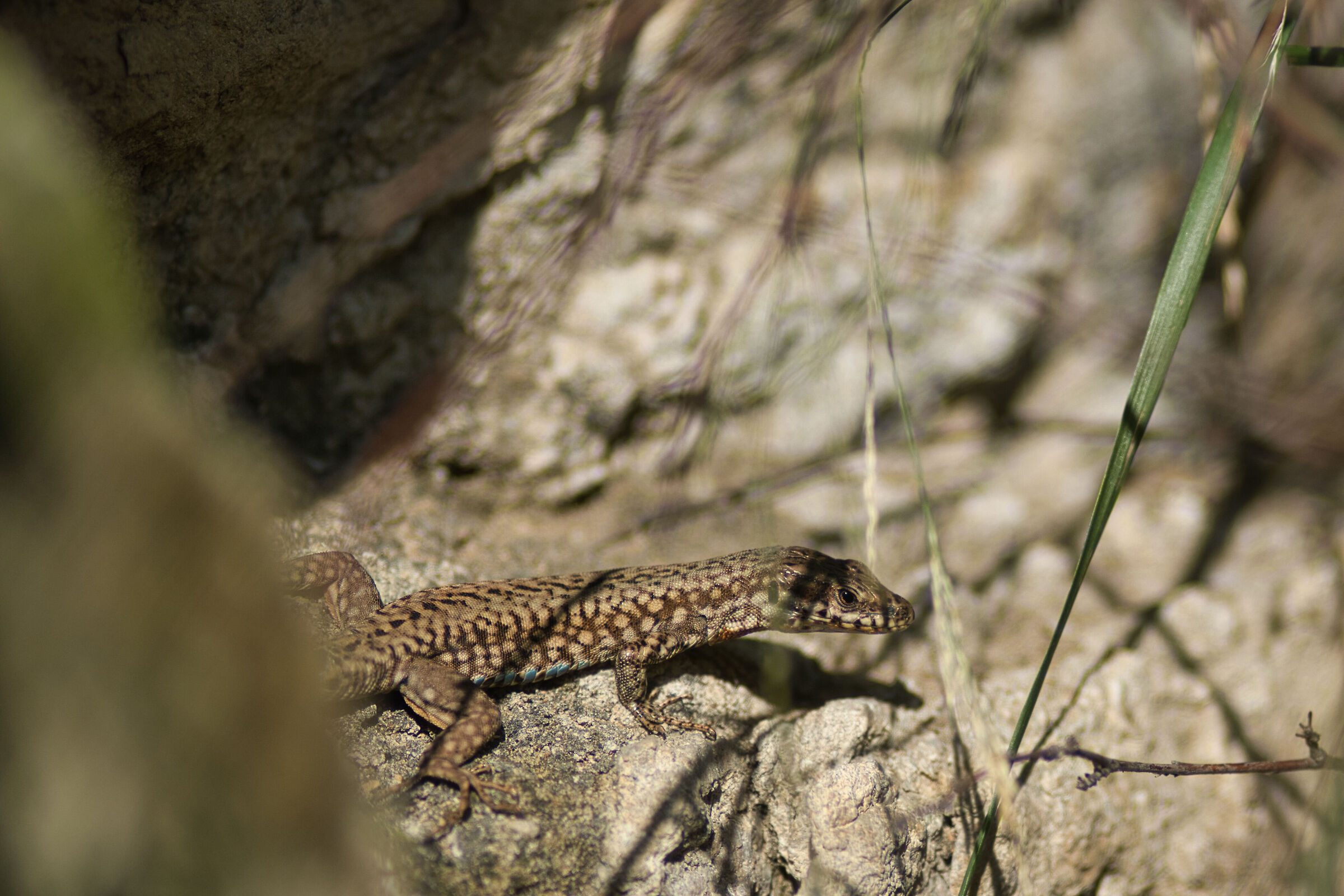 Podarcis
