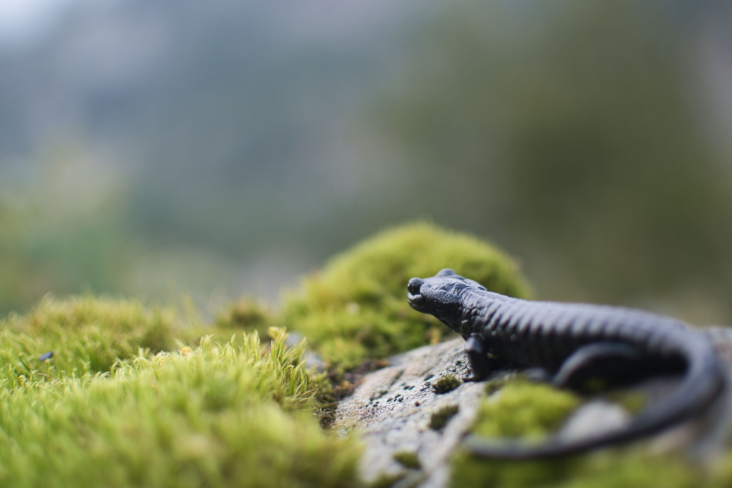 Salamandra