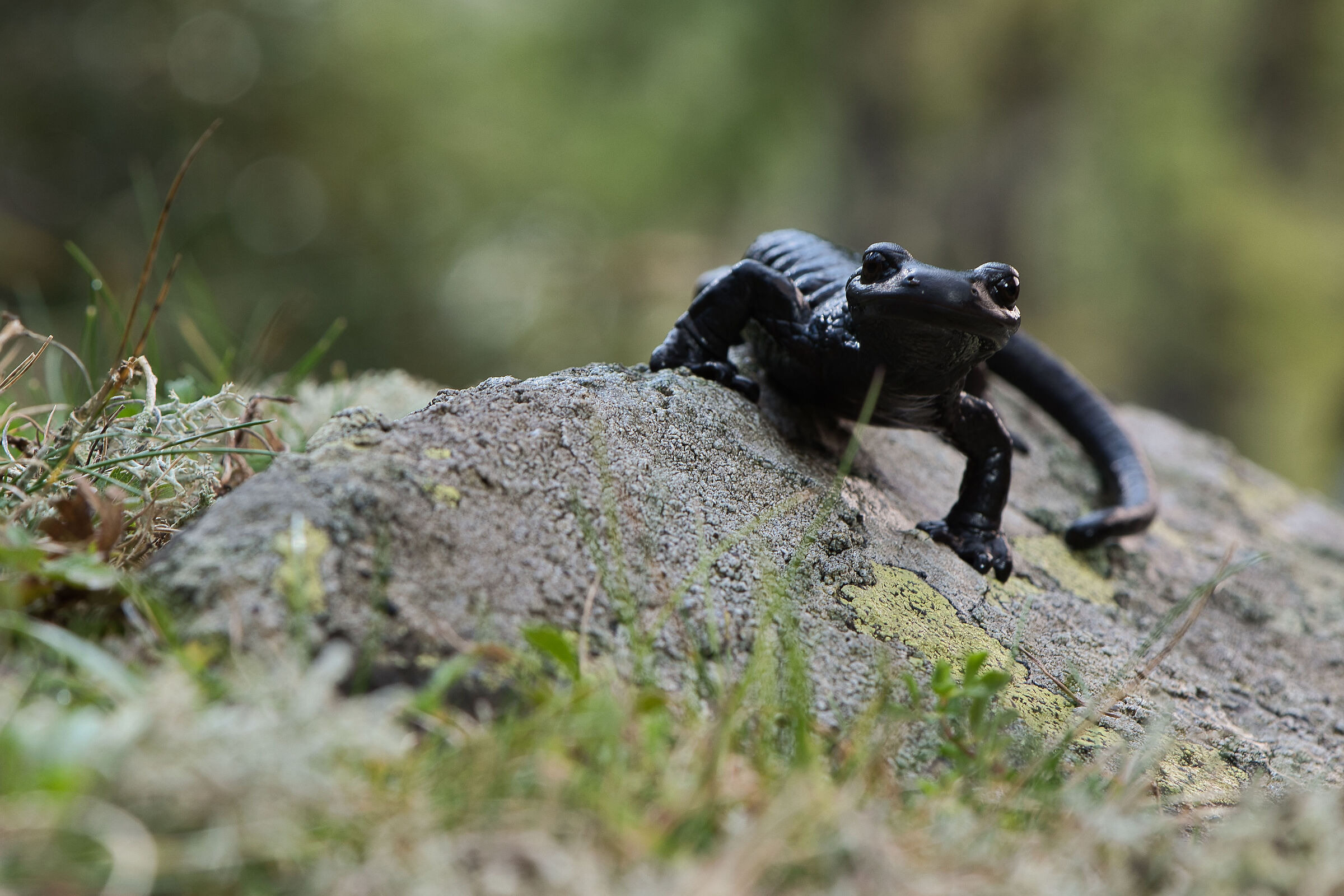 Salamandra