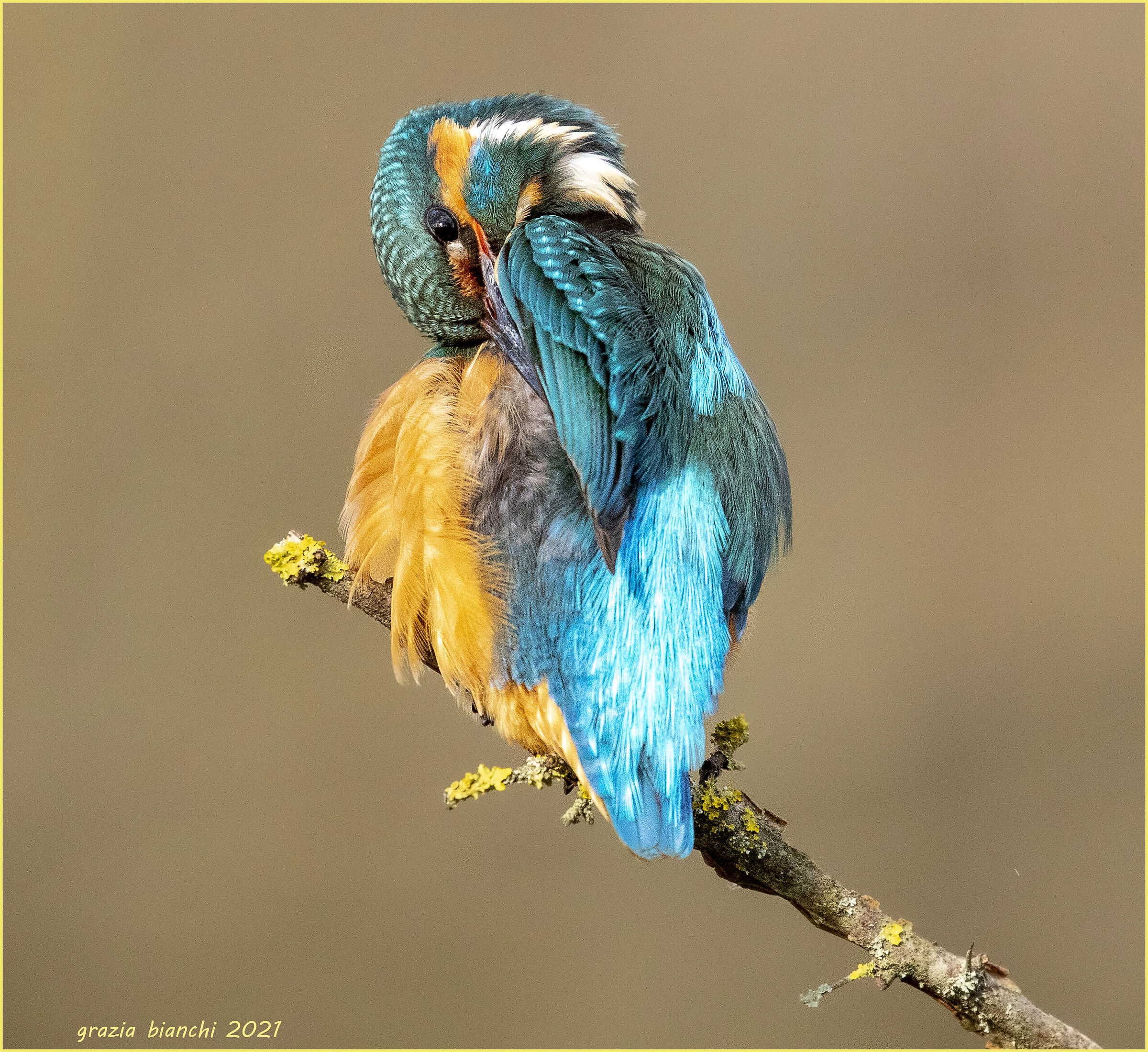 Martin pescatore (Alcedo atthis) - parco della Piana