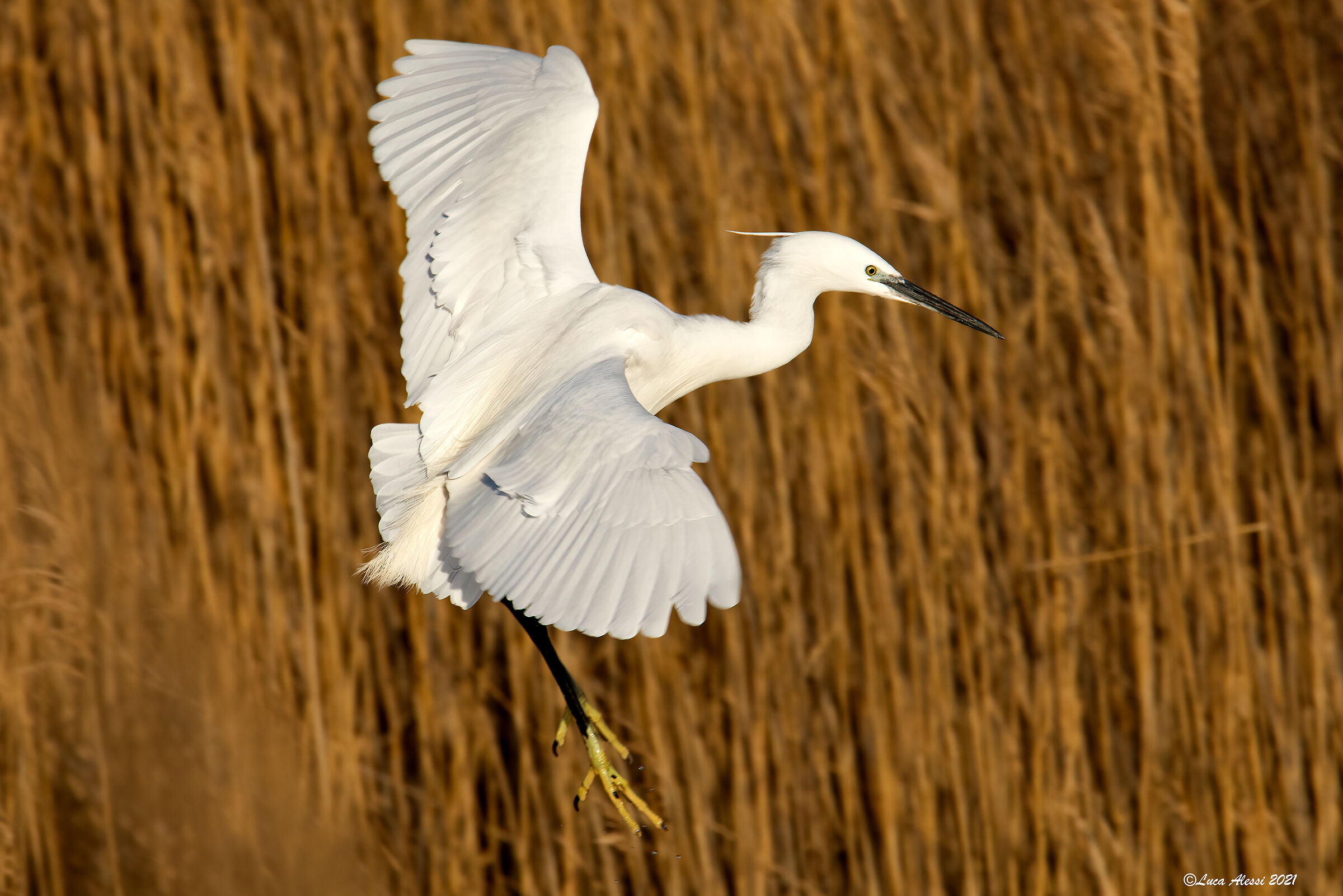 White heron