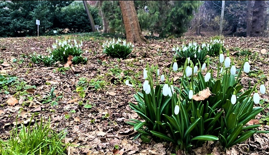 Snowdrops... no doria...