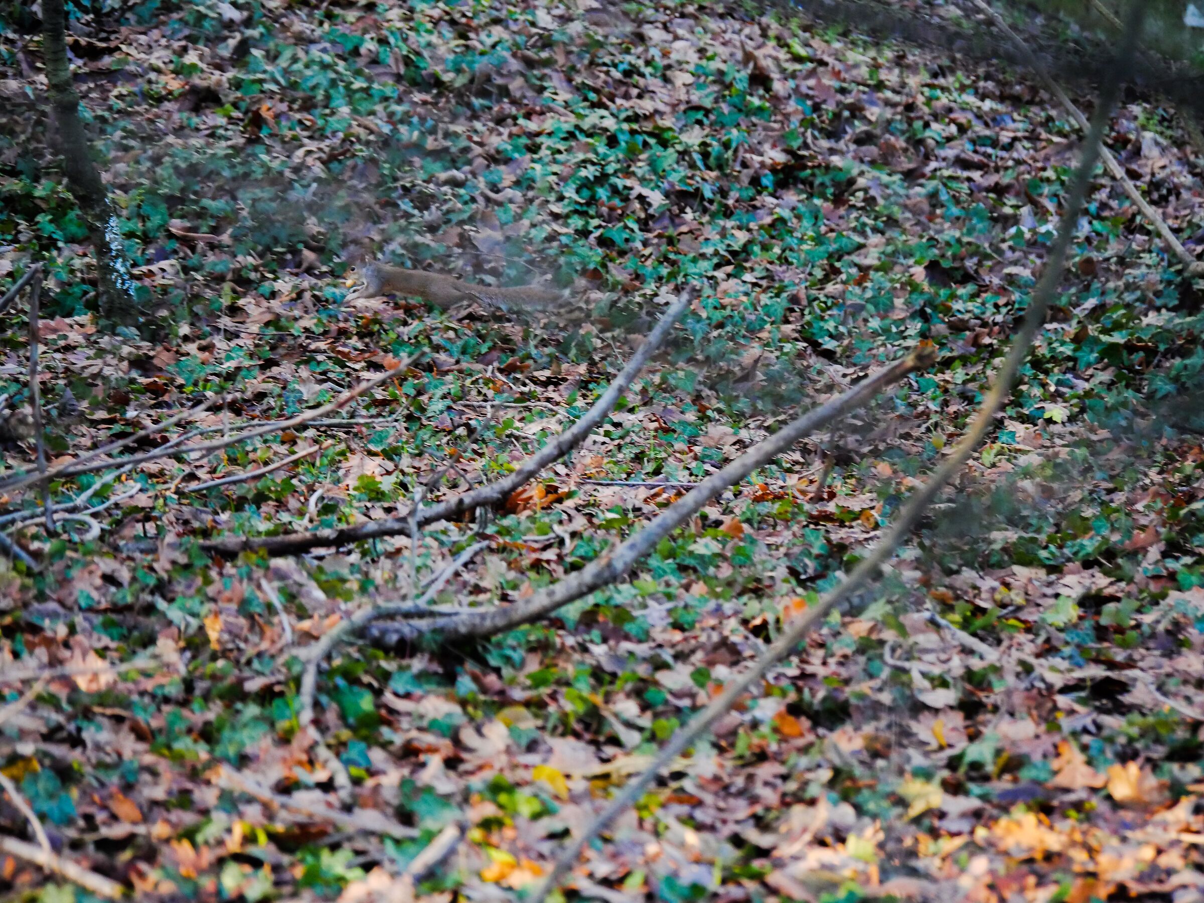 Scoiattolo contro bradipo