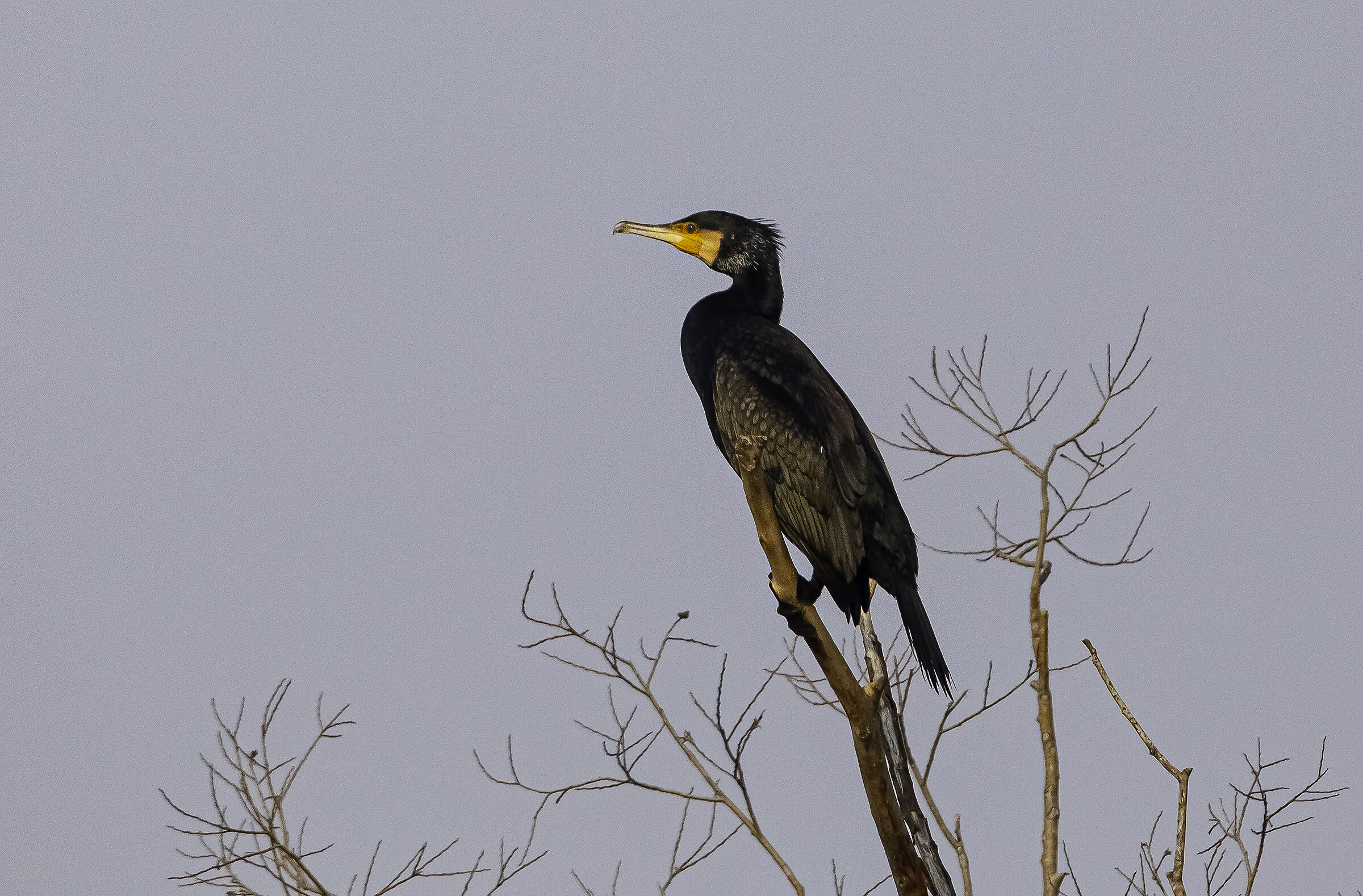 cormorano