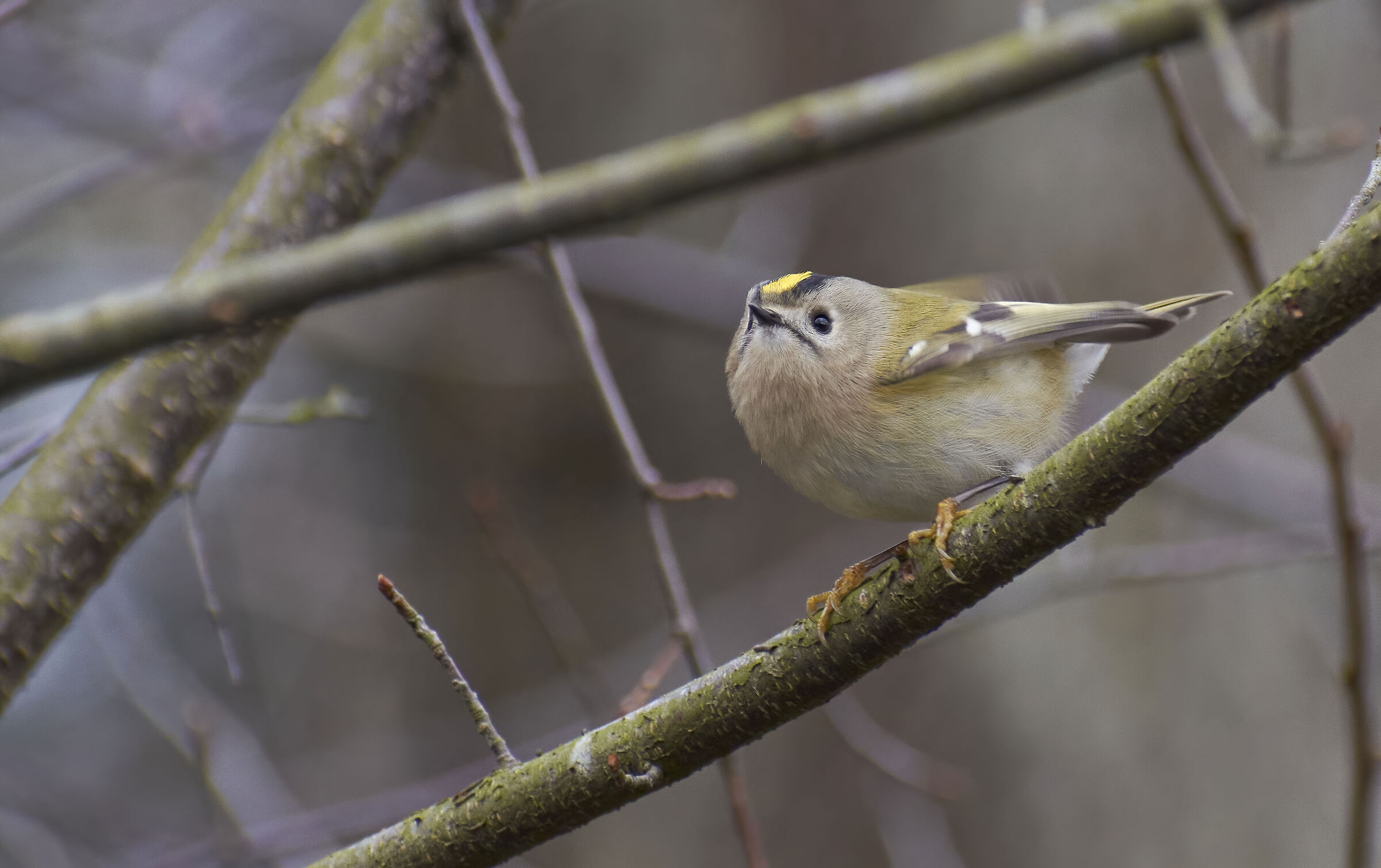 Goldcrest