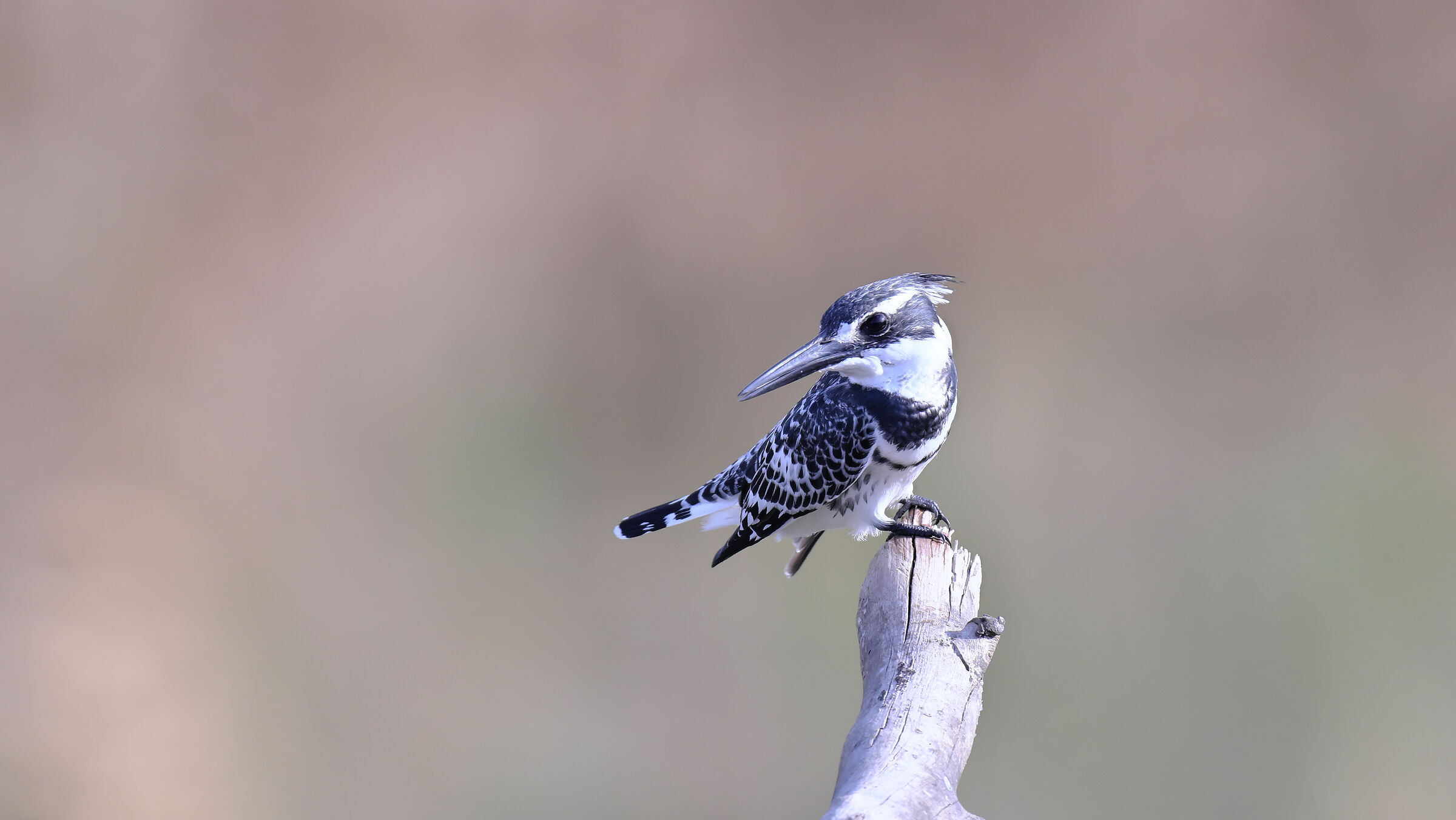 Martin pescatore pied