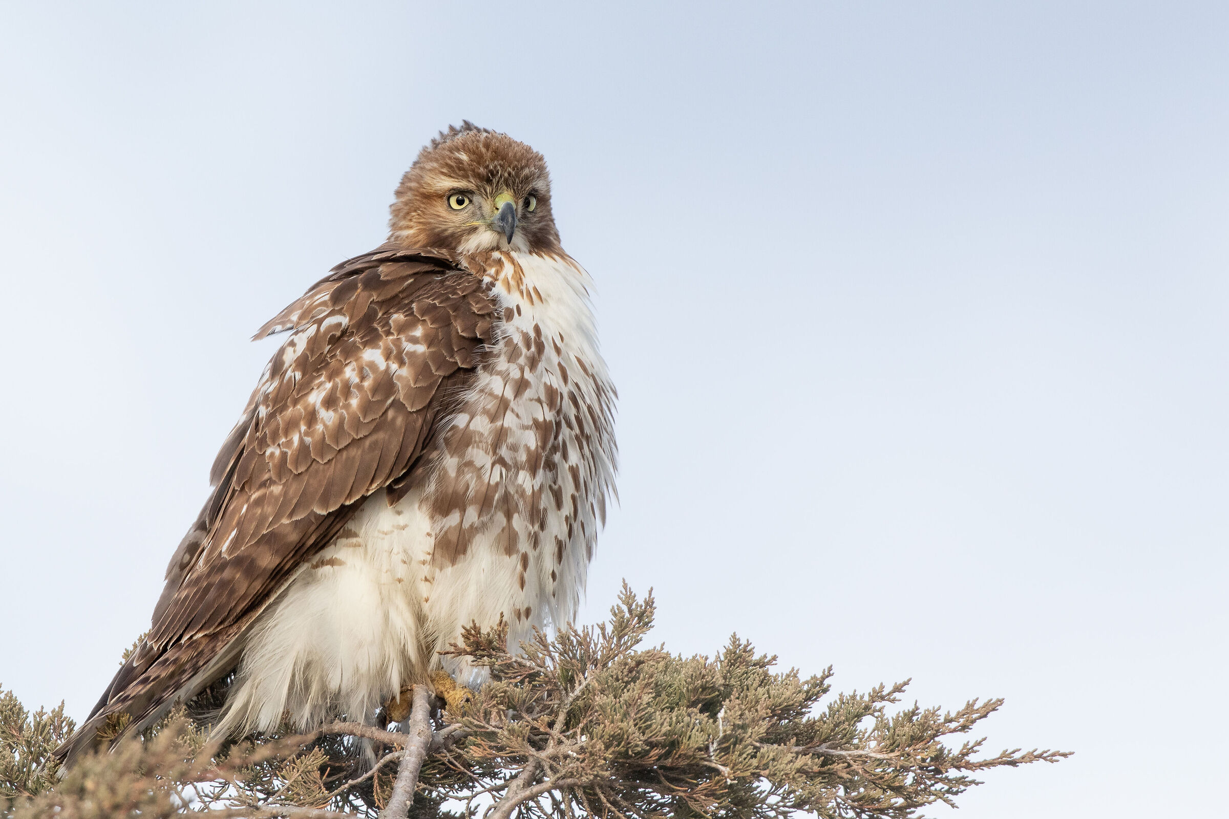 Gonfiato, un falco dalla coda rossa che si riscalda in una g...
