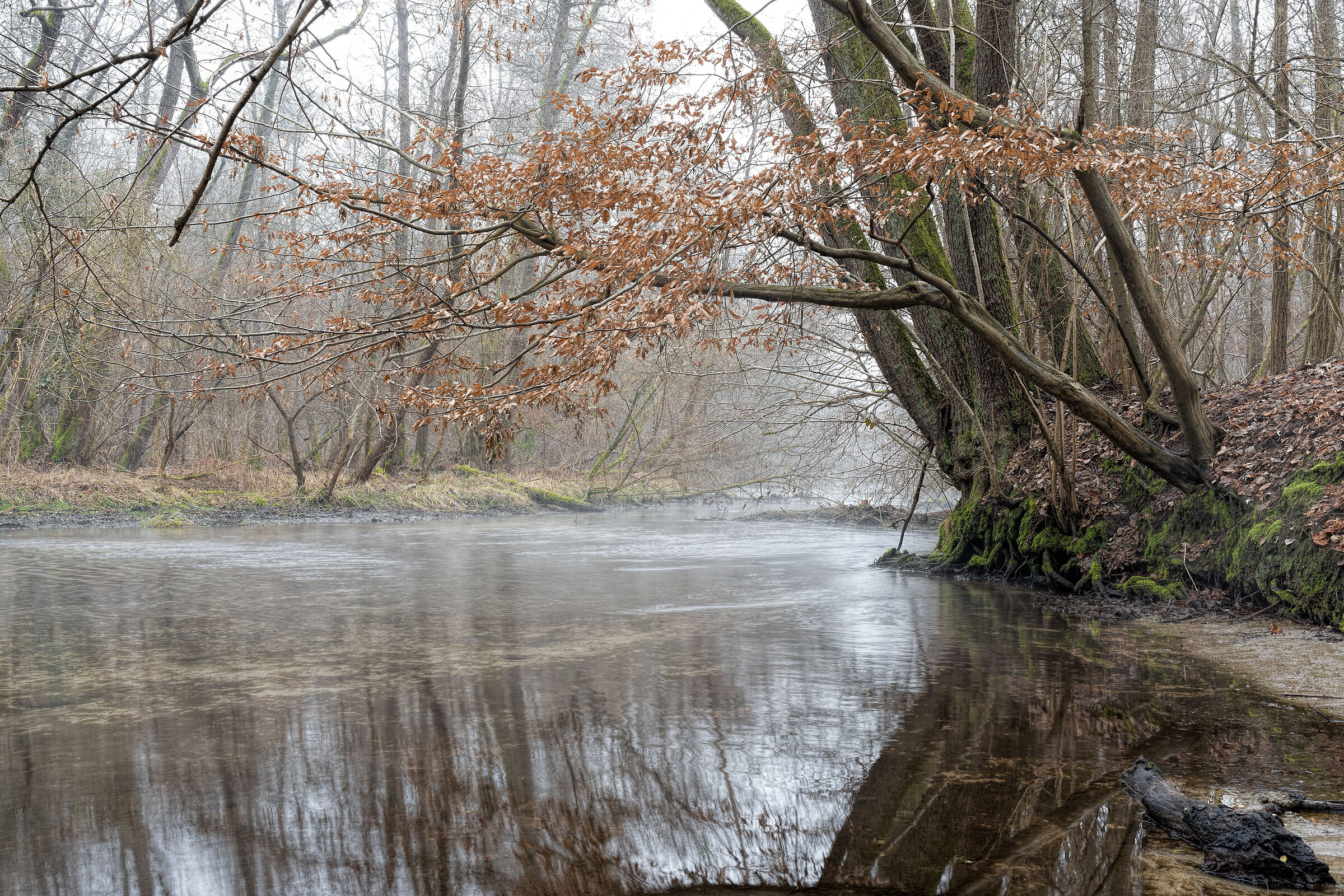 Parco del Ticino d'inverno