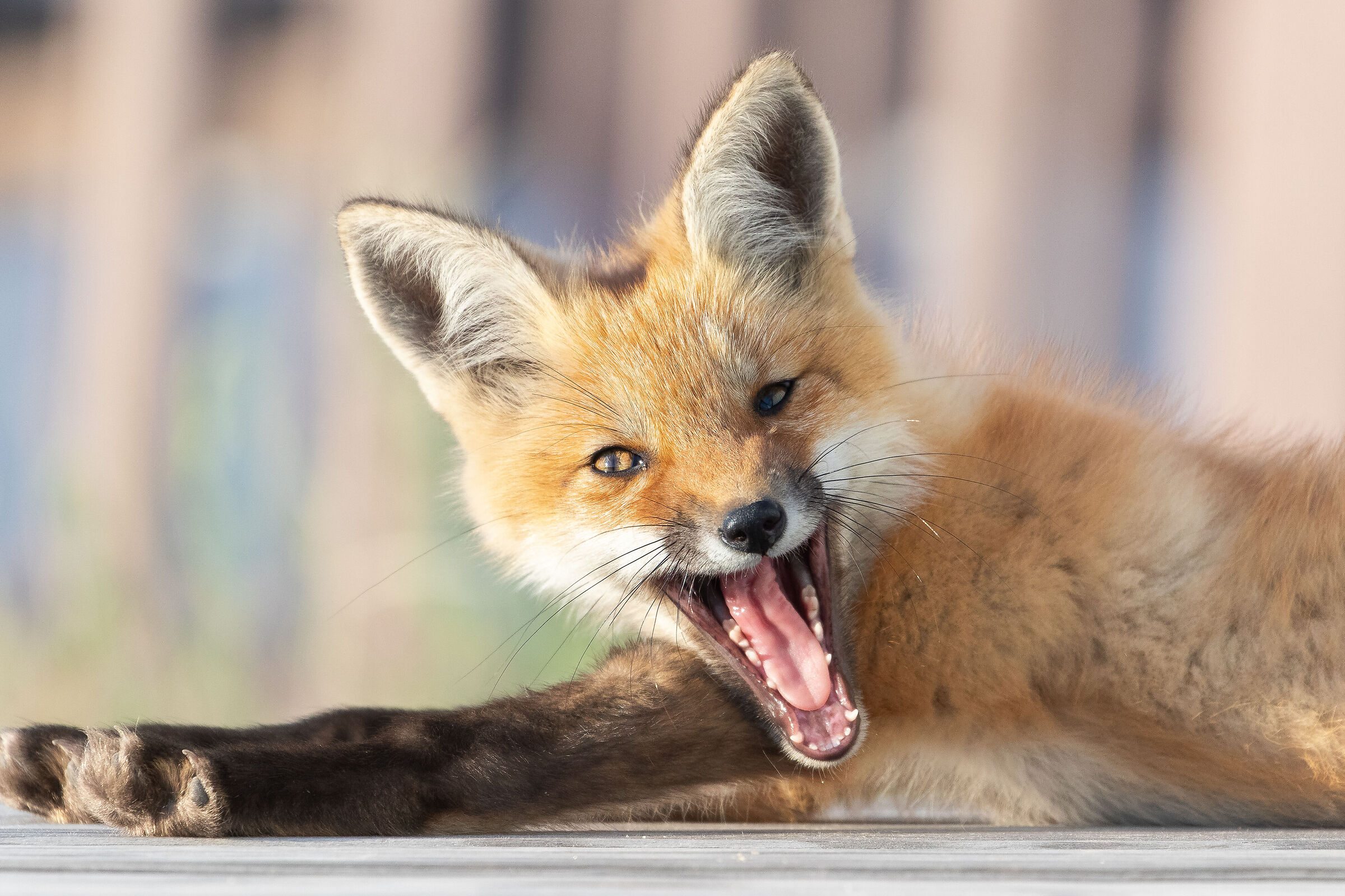 Un kit di volpi sbadigliante