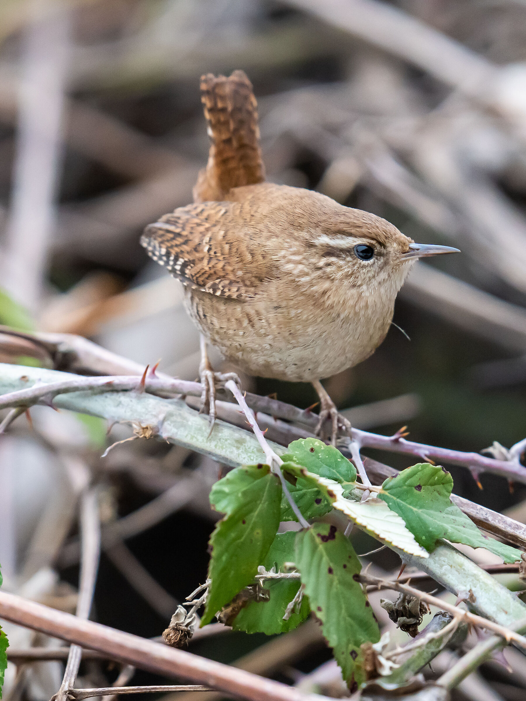 Wreafer (Troglodytes troglodytes)