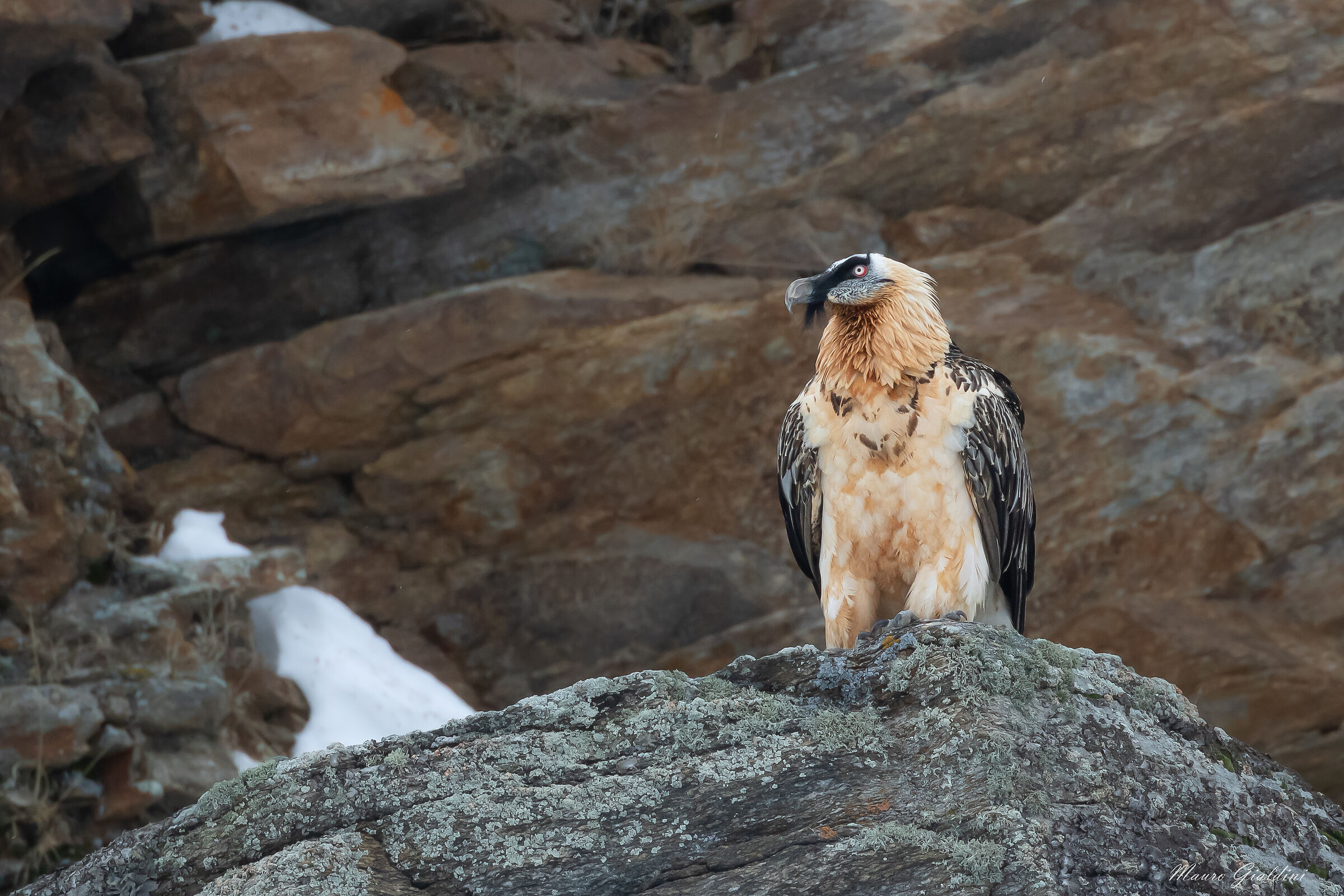 Lo sguardo attento del Gipeto