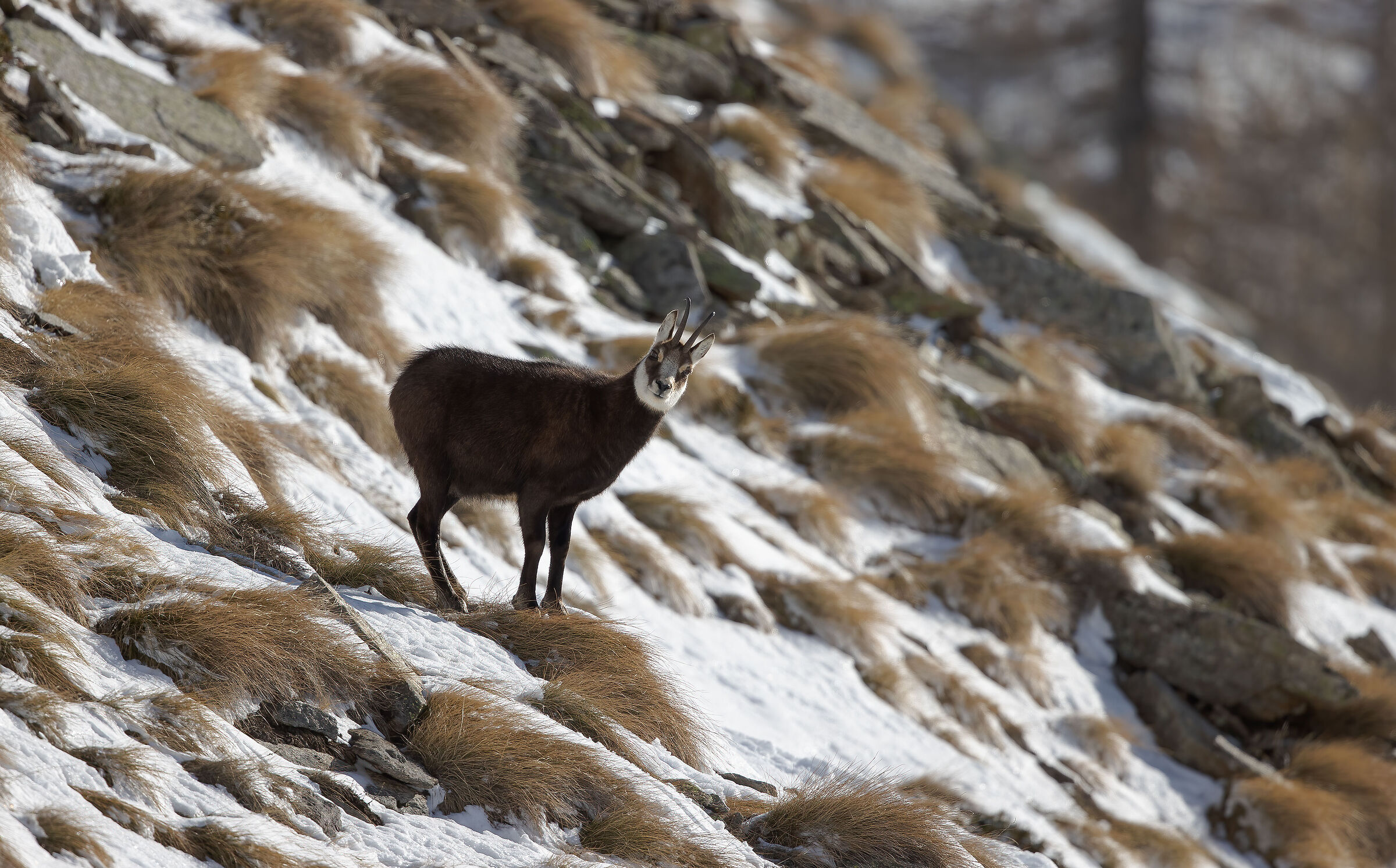 Camoscio alpino (Rupicapra rupicapra)