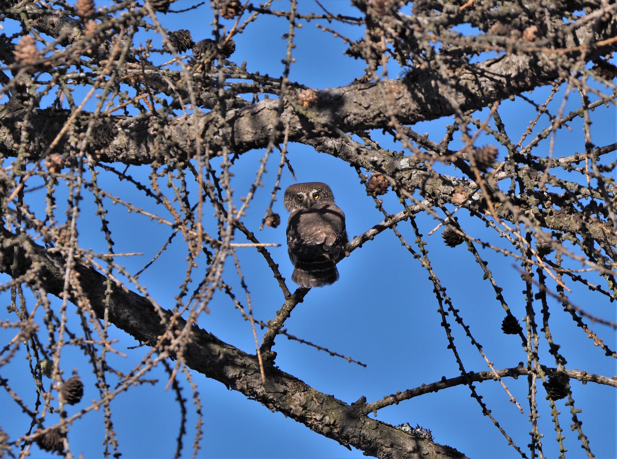 dwarf owl