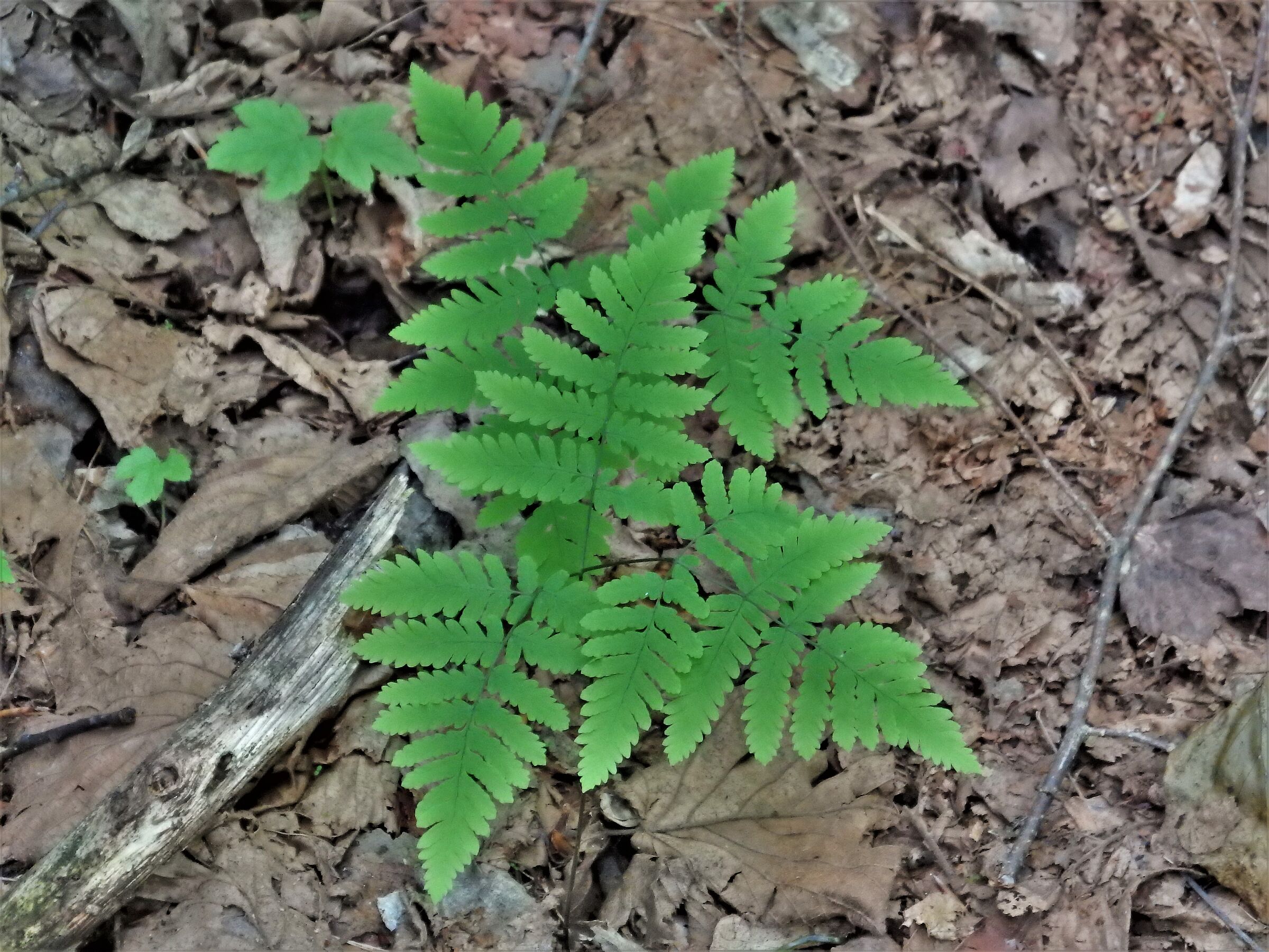 Undergrowth with fern (Gymmnocarpium dryopteris)