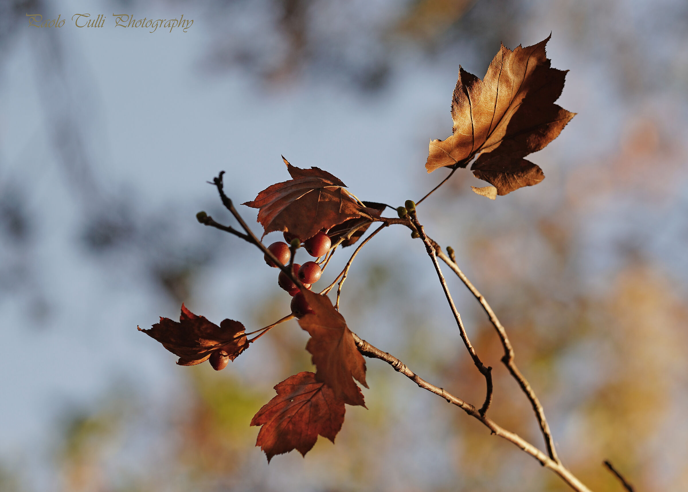 Maple Berries at Sunset