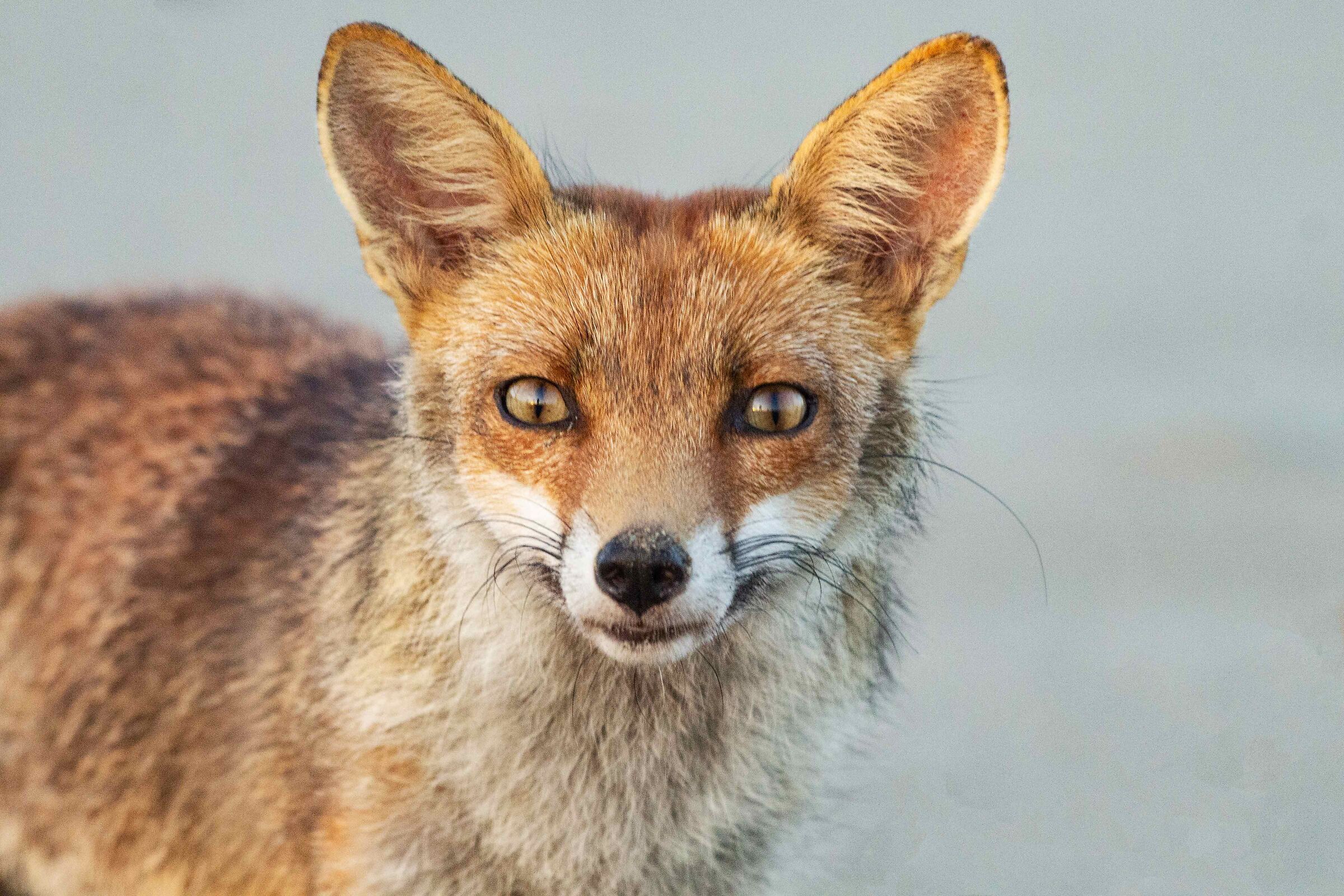 close-up fox