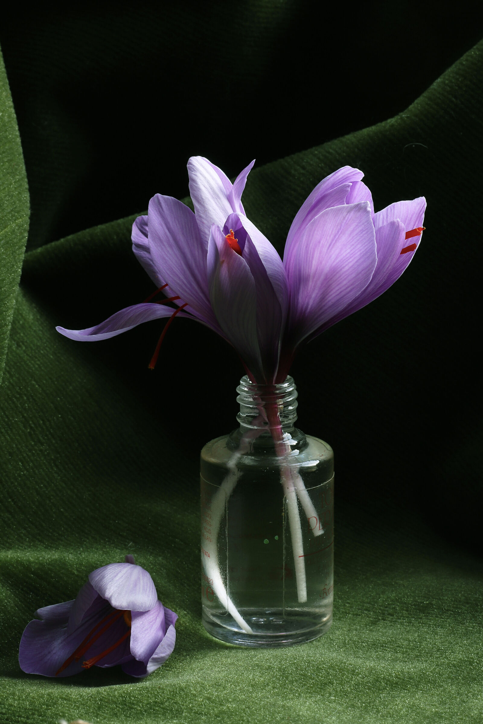 Saffron, a flower with a heart of gold.