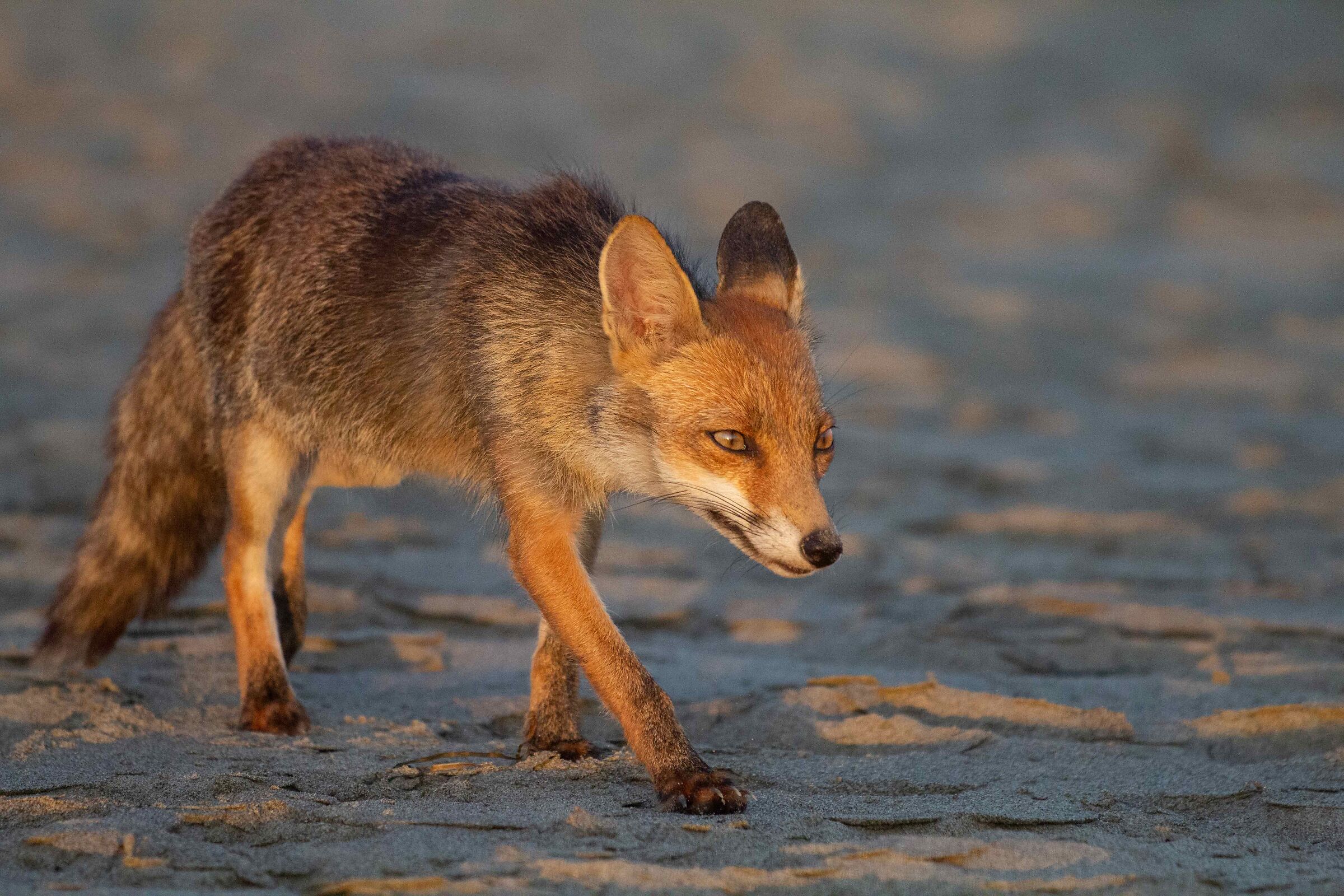 fox on the beach