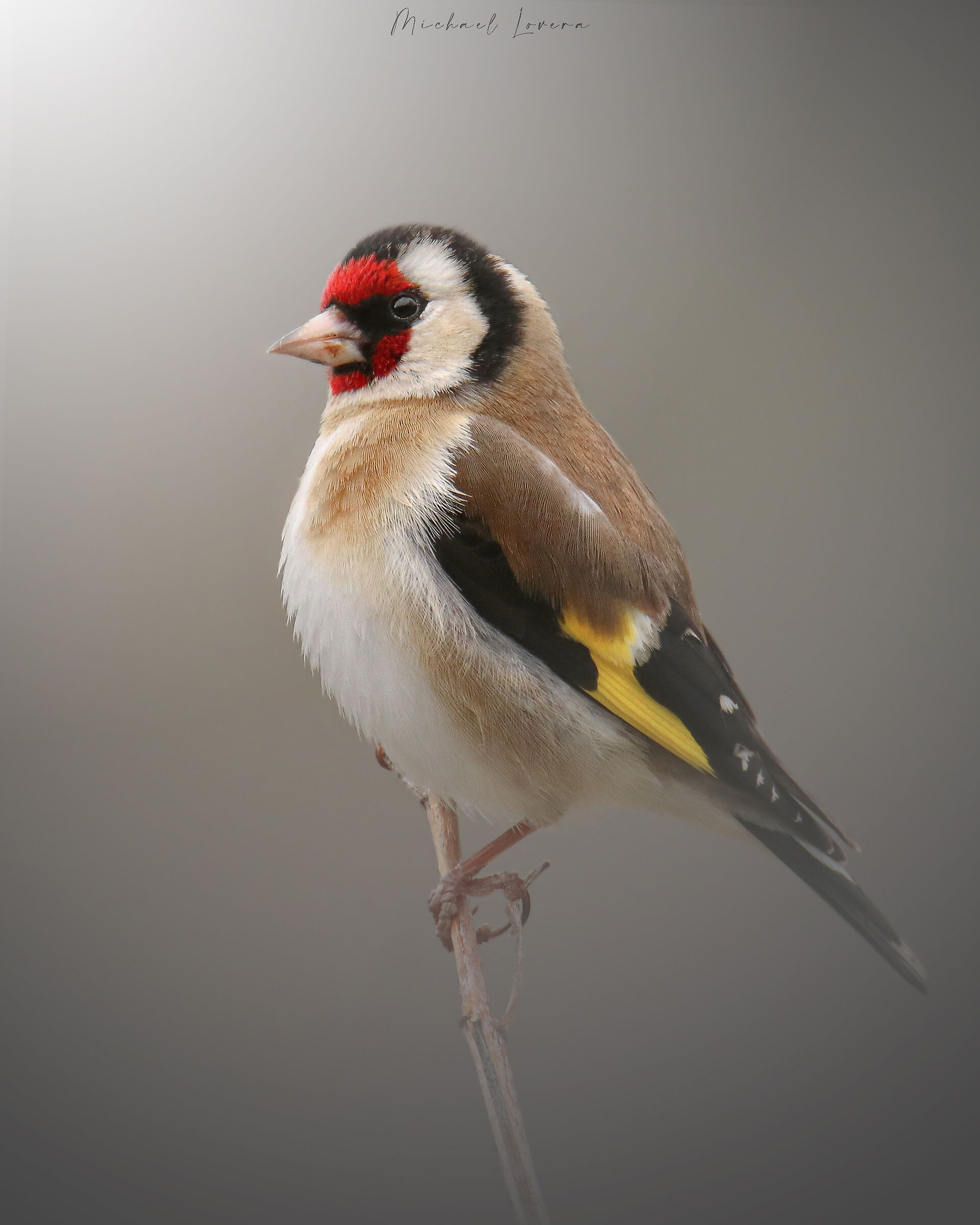 Goldfinch...