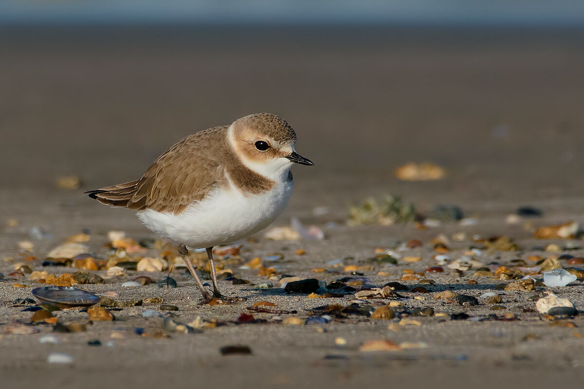Friar (Charadrius alexandrinus).1