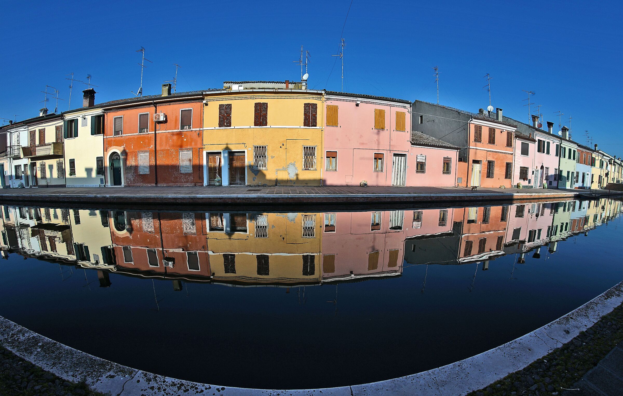 At least one dog is there.