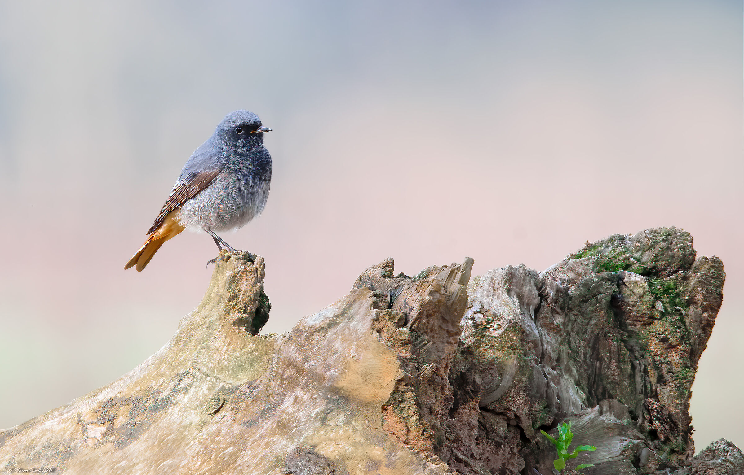 Scaly Scaventer (Phoenicurus ochruros)