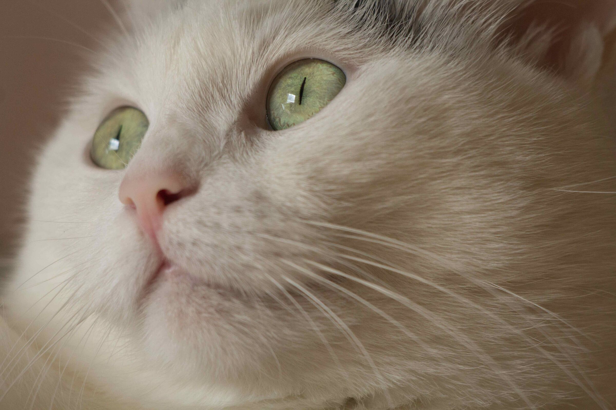 close-up of white cat
