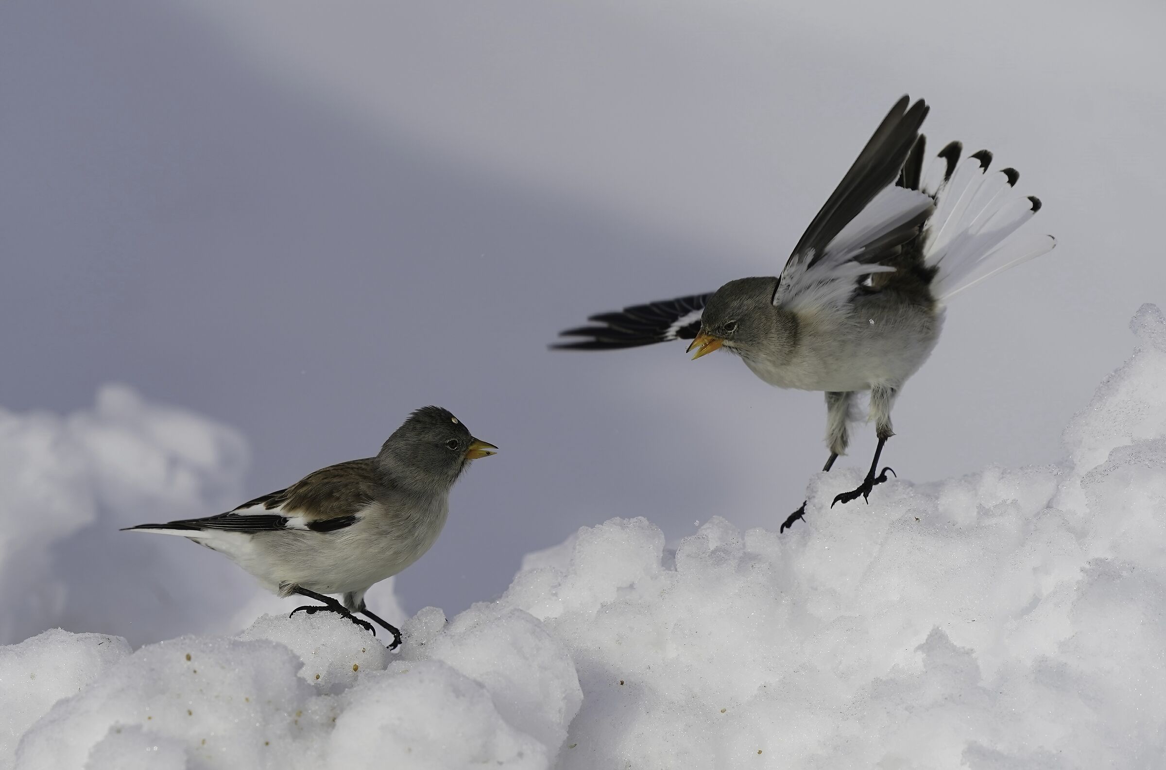 alpine finches