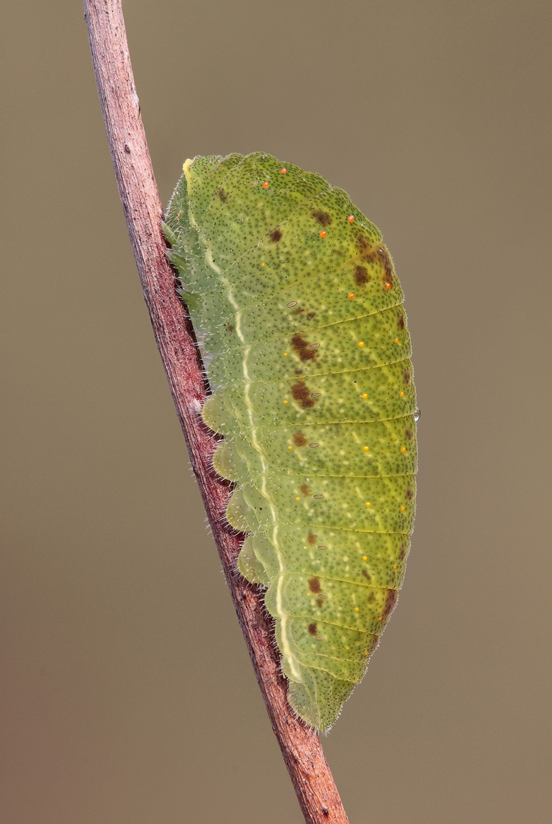 Caterpillar Podalirio