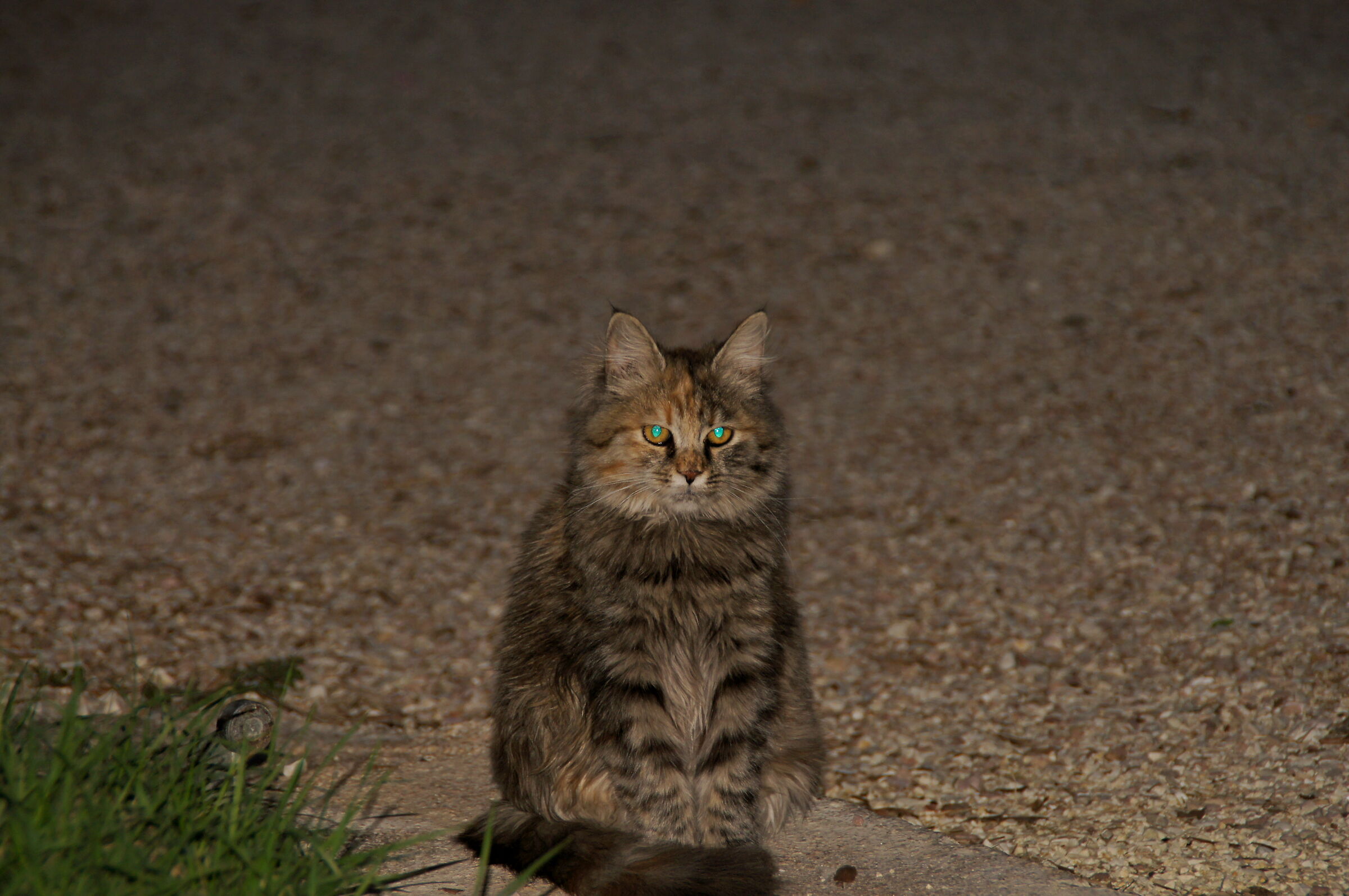 Micio dagli occhi azzurrri