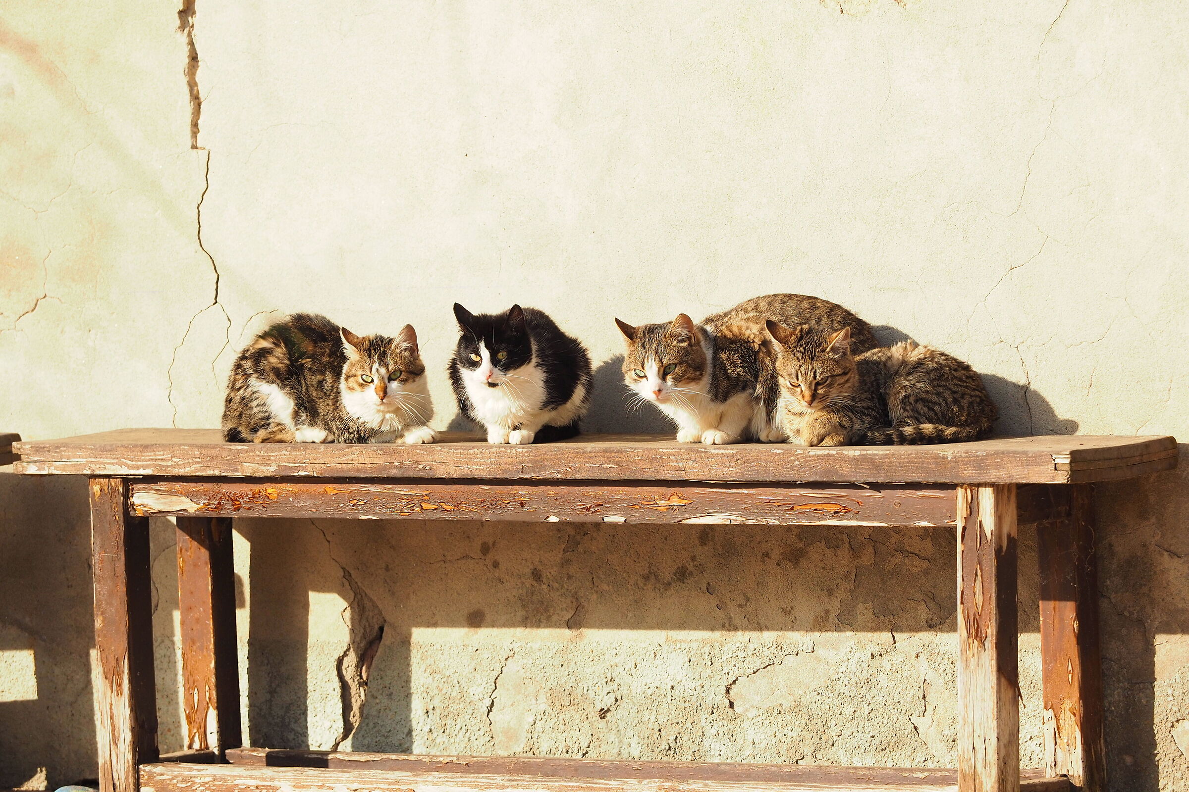 Quattro amici al bar..
