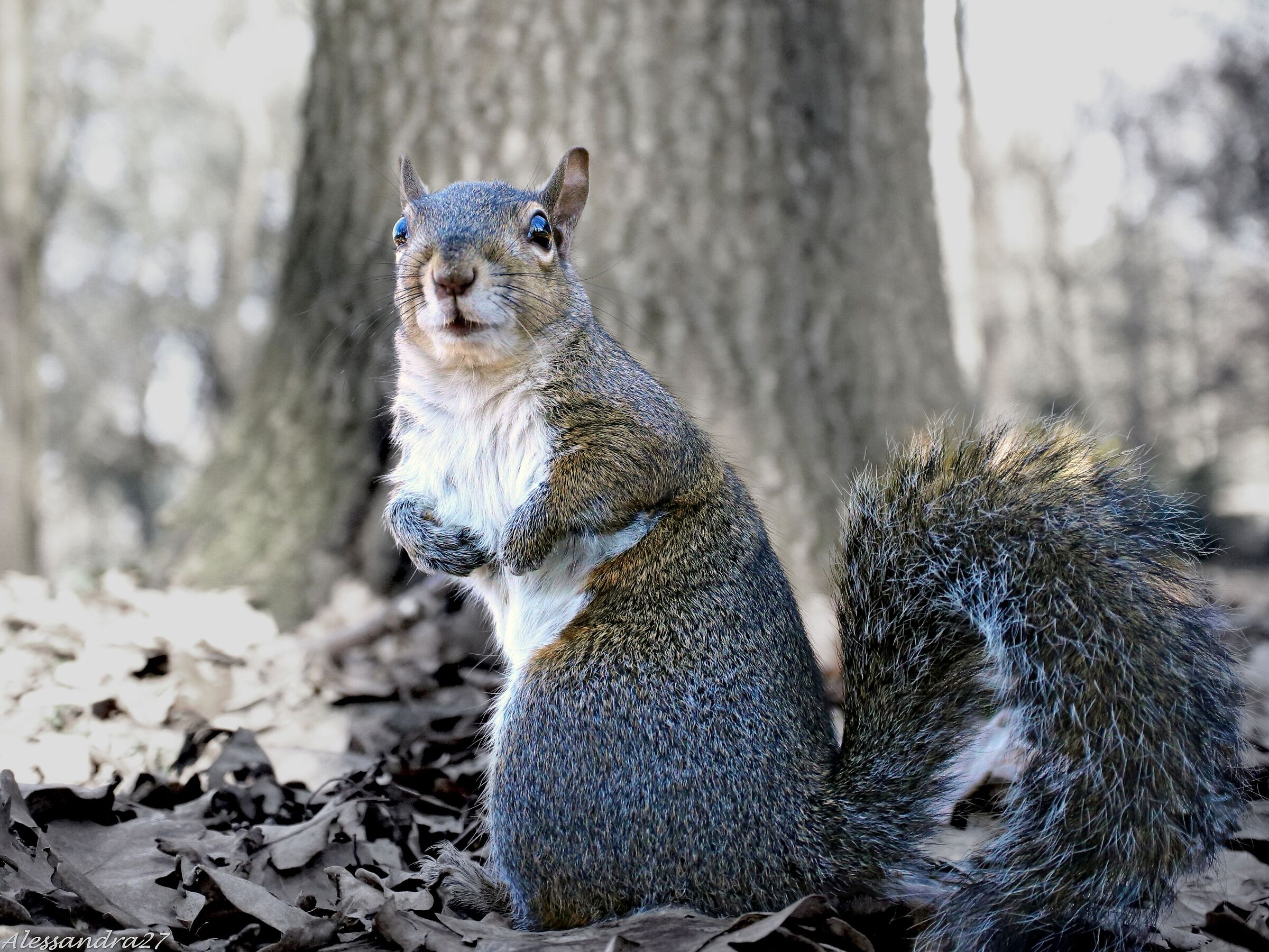 ... dove avrò lasciato la mia nocciolina  ? ...