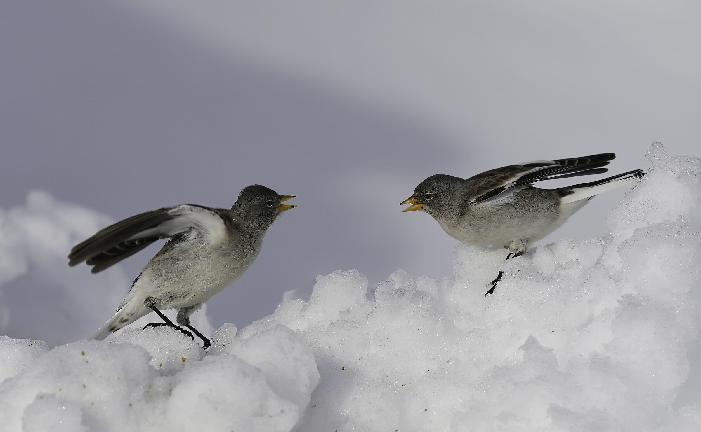 alpine finches