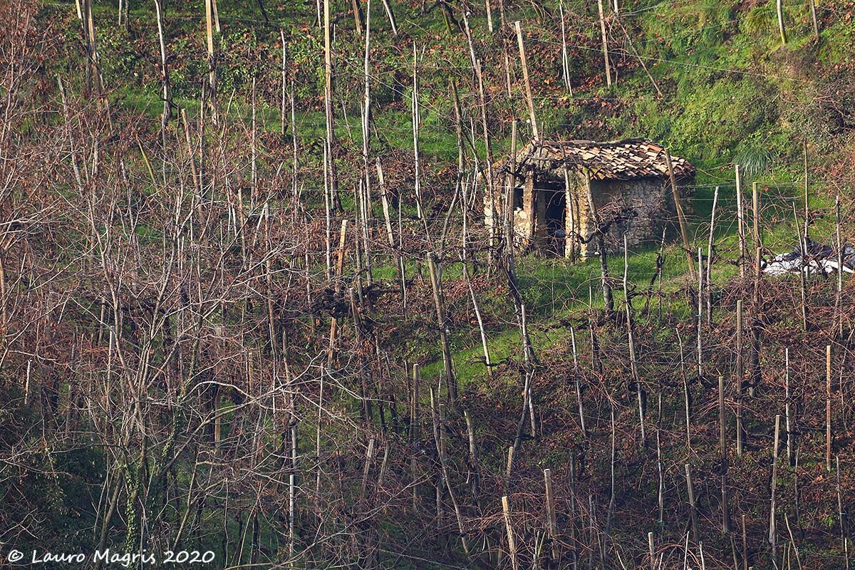 Minicasa tra le vigne