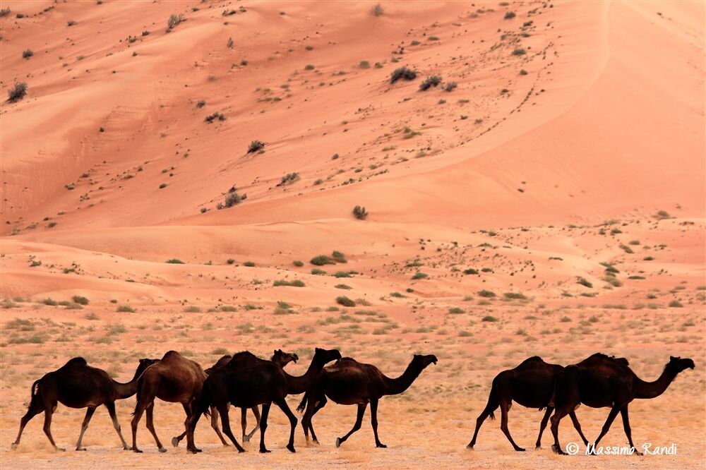 Ramlat al Hashman, Rub' al Khali - Oman