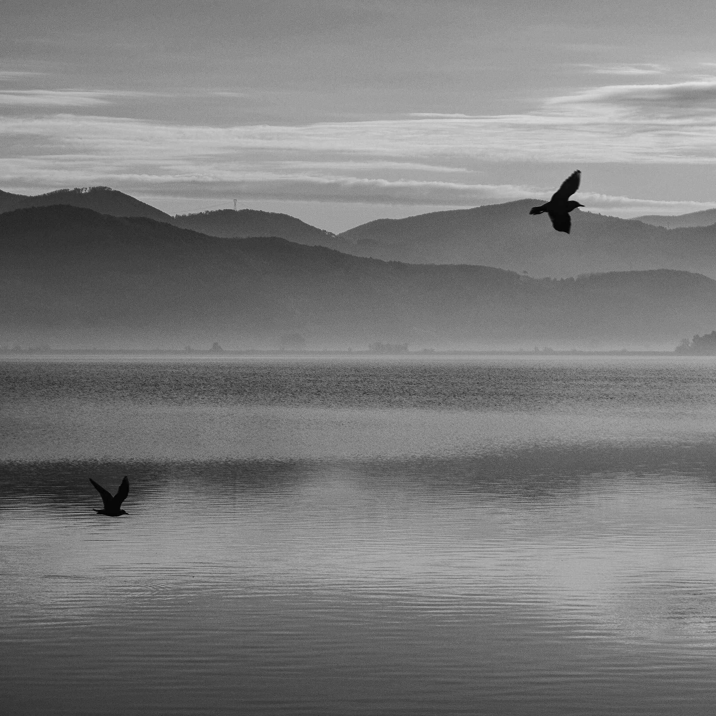 Flying Birds B&W
