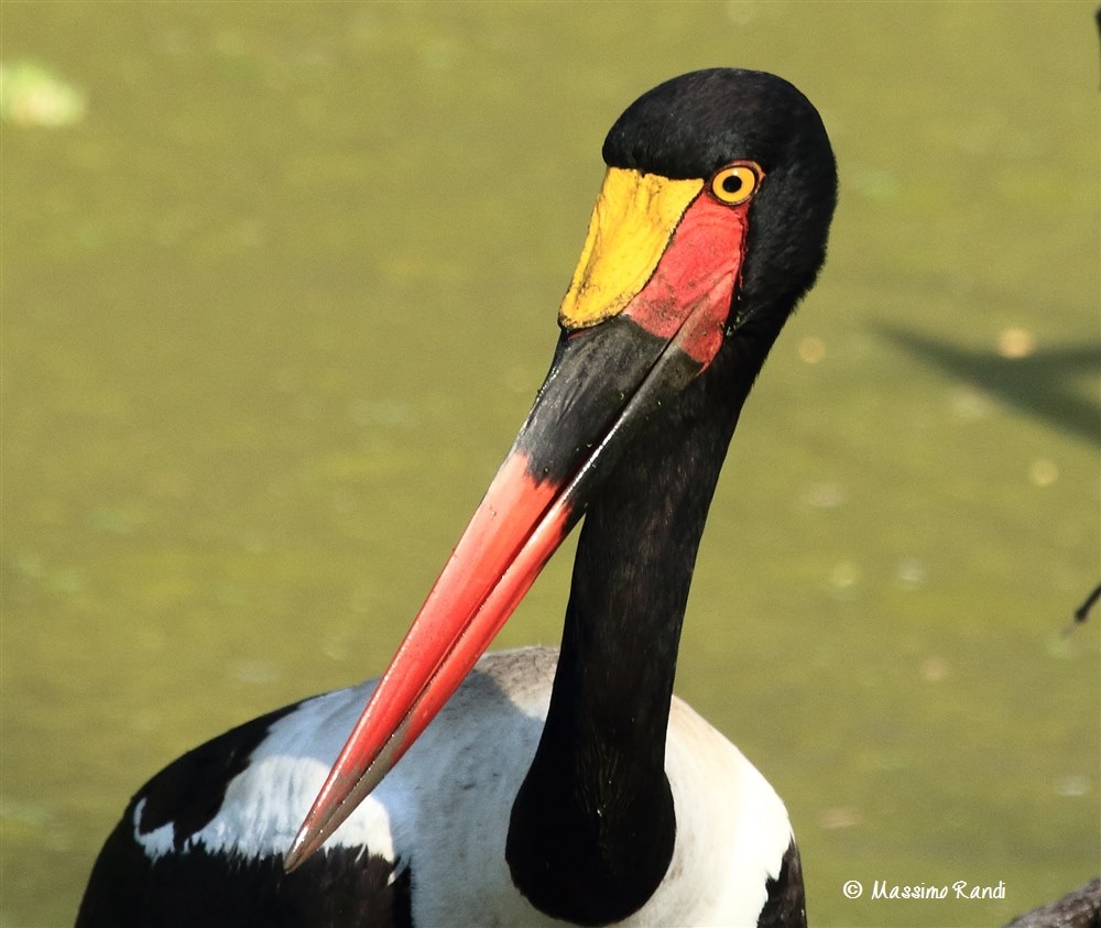Mitteria del Senegal, South Luangwa NP - Zambia