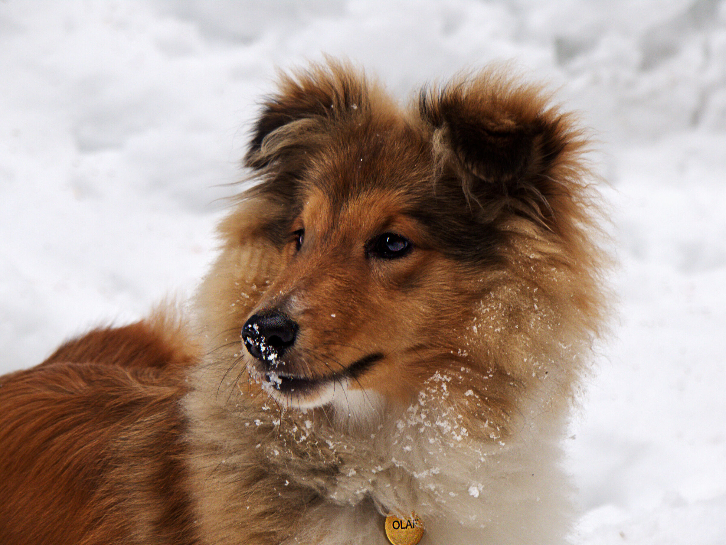 First snow for Olaf.