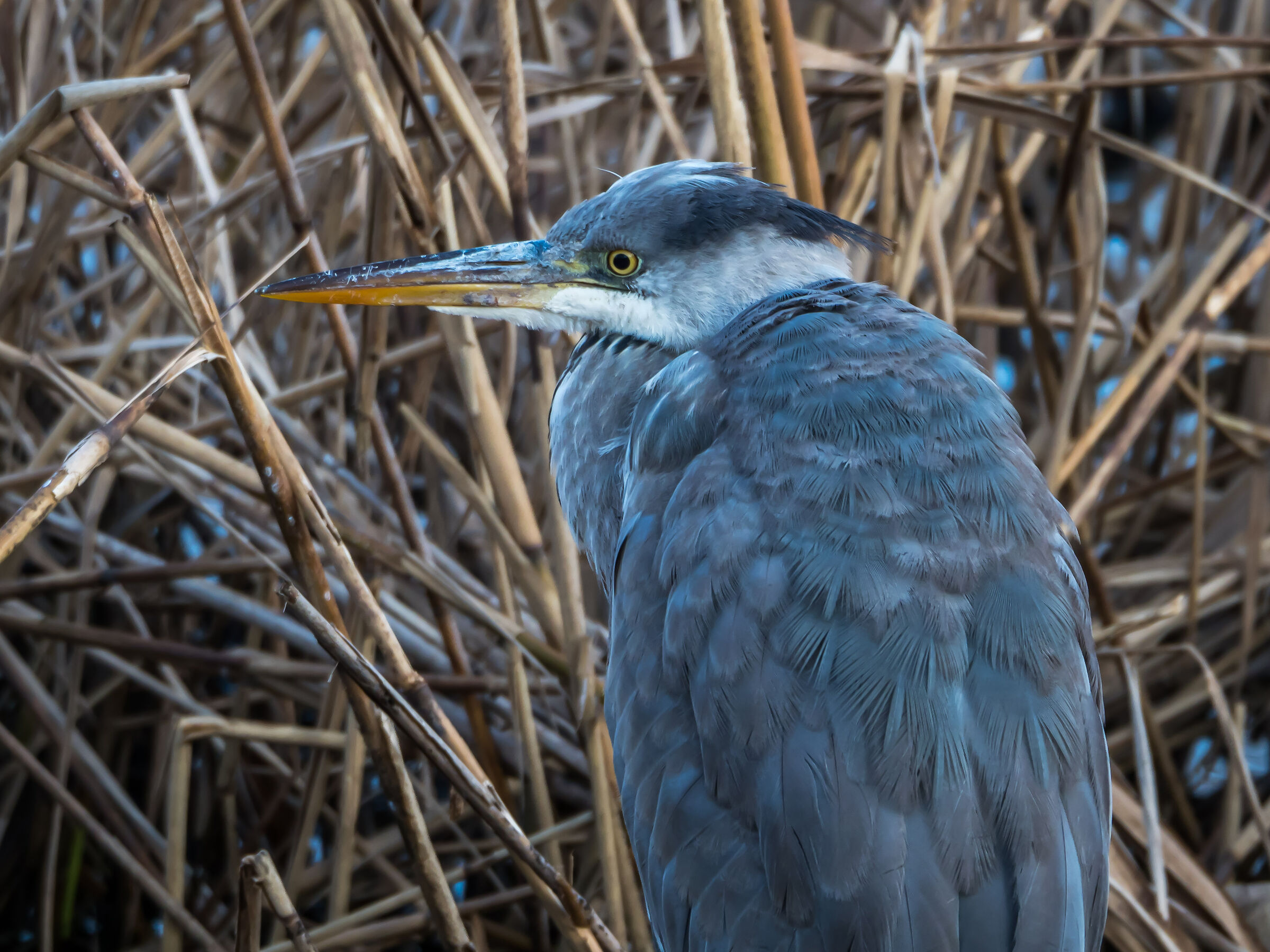 gray heron