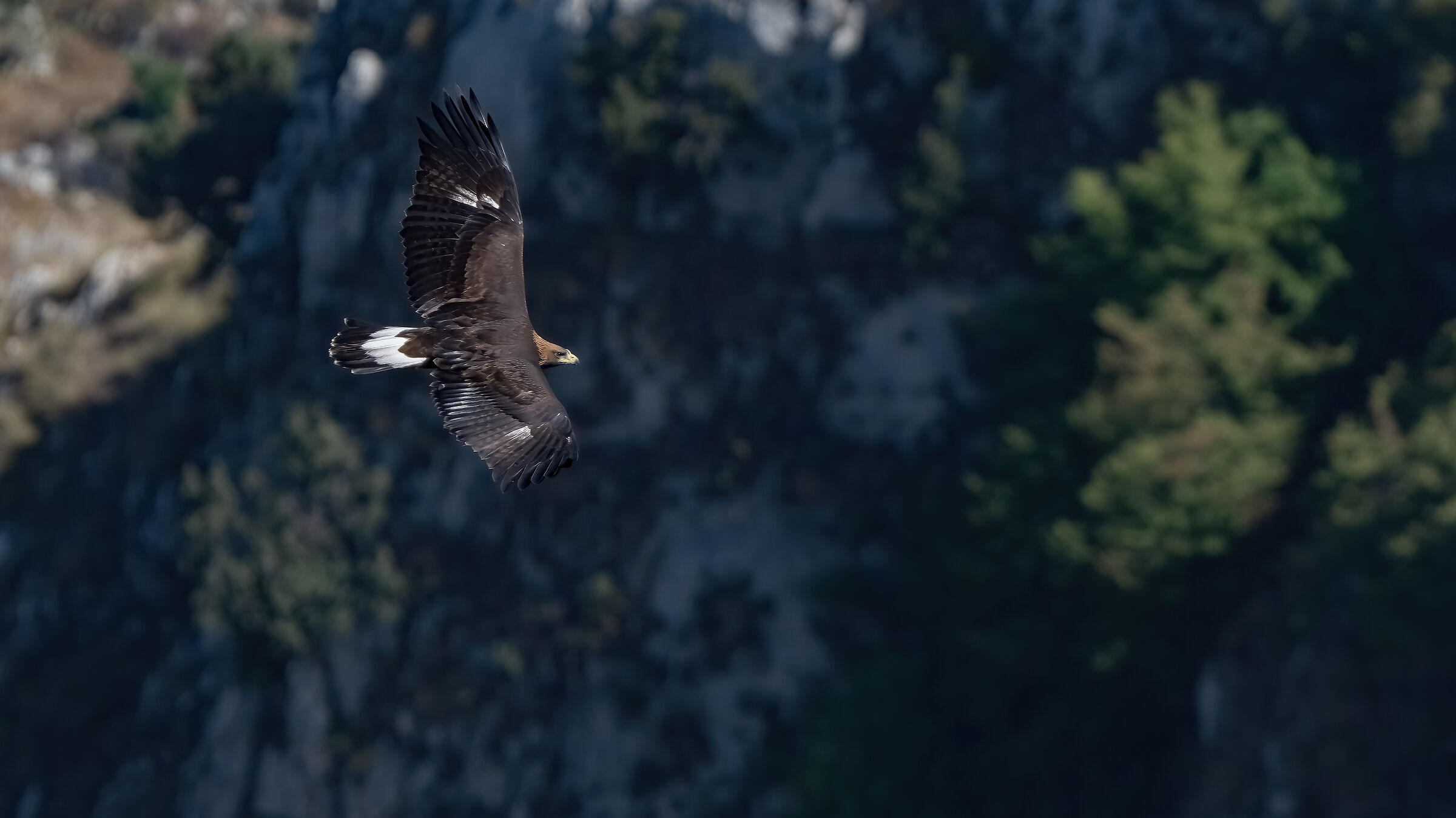 Aquila reale: giovane