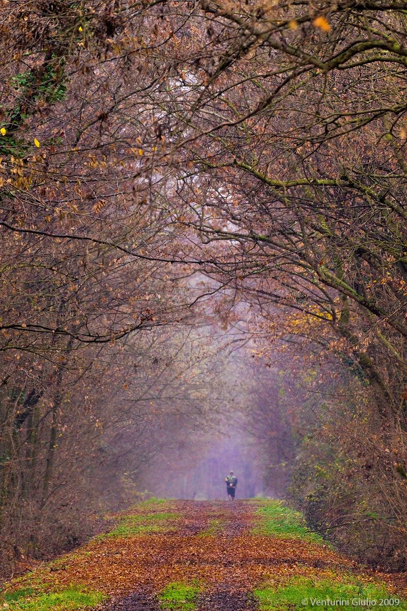 Cammninata in the undergrowth of Muzzana of T. (Ud)